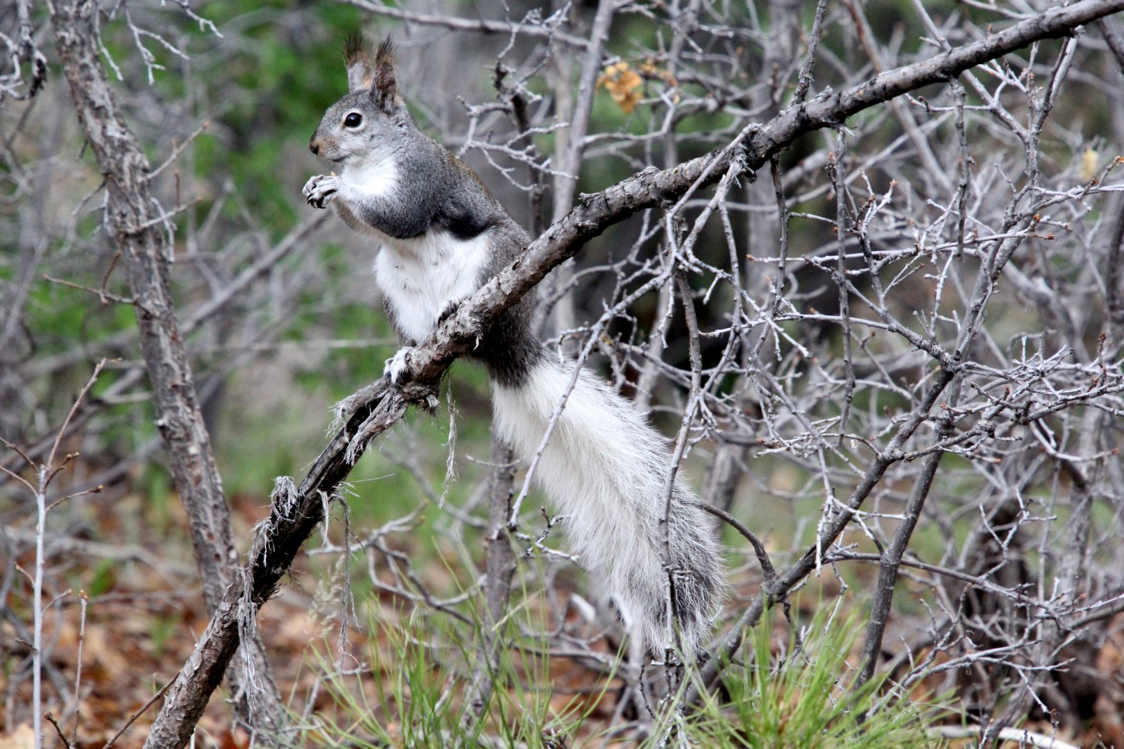 Abert's squirrel or the tassel-eared squirrel (Sciurus aberti aberti)