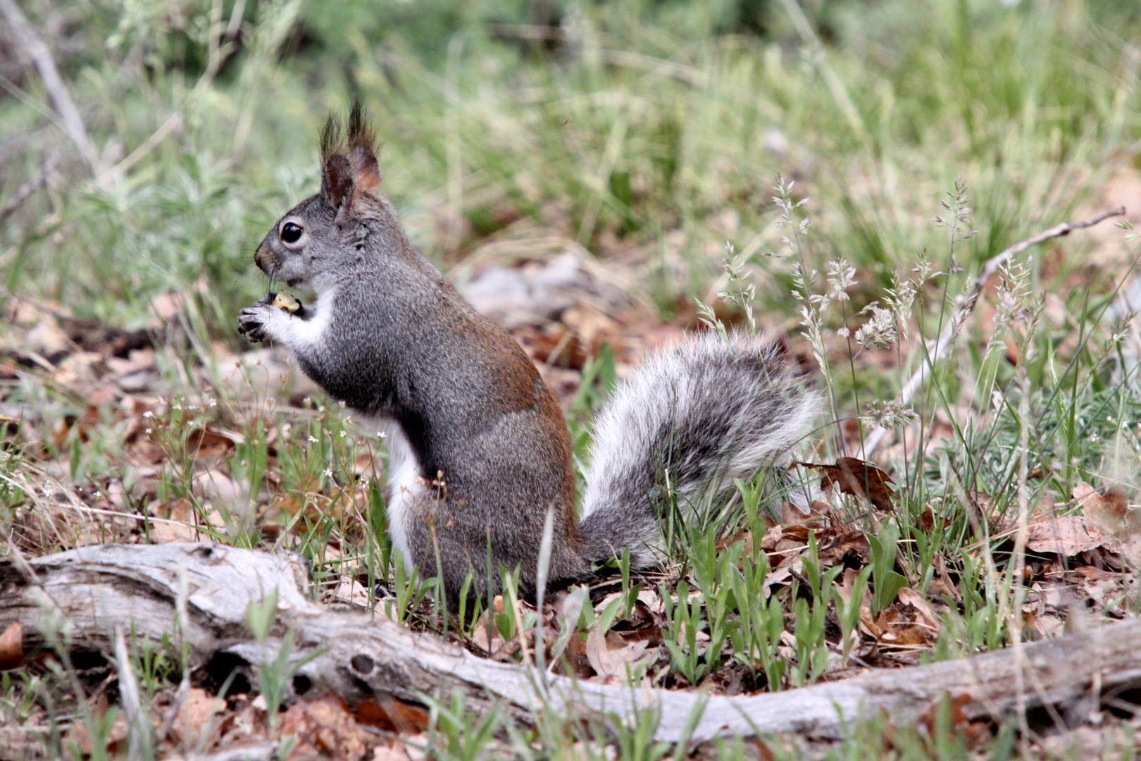 Abert's squirrel or the tassel-eared squirrel (Sciurus aberti aberti)