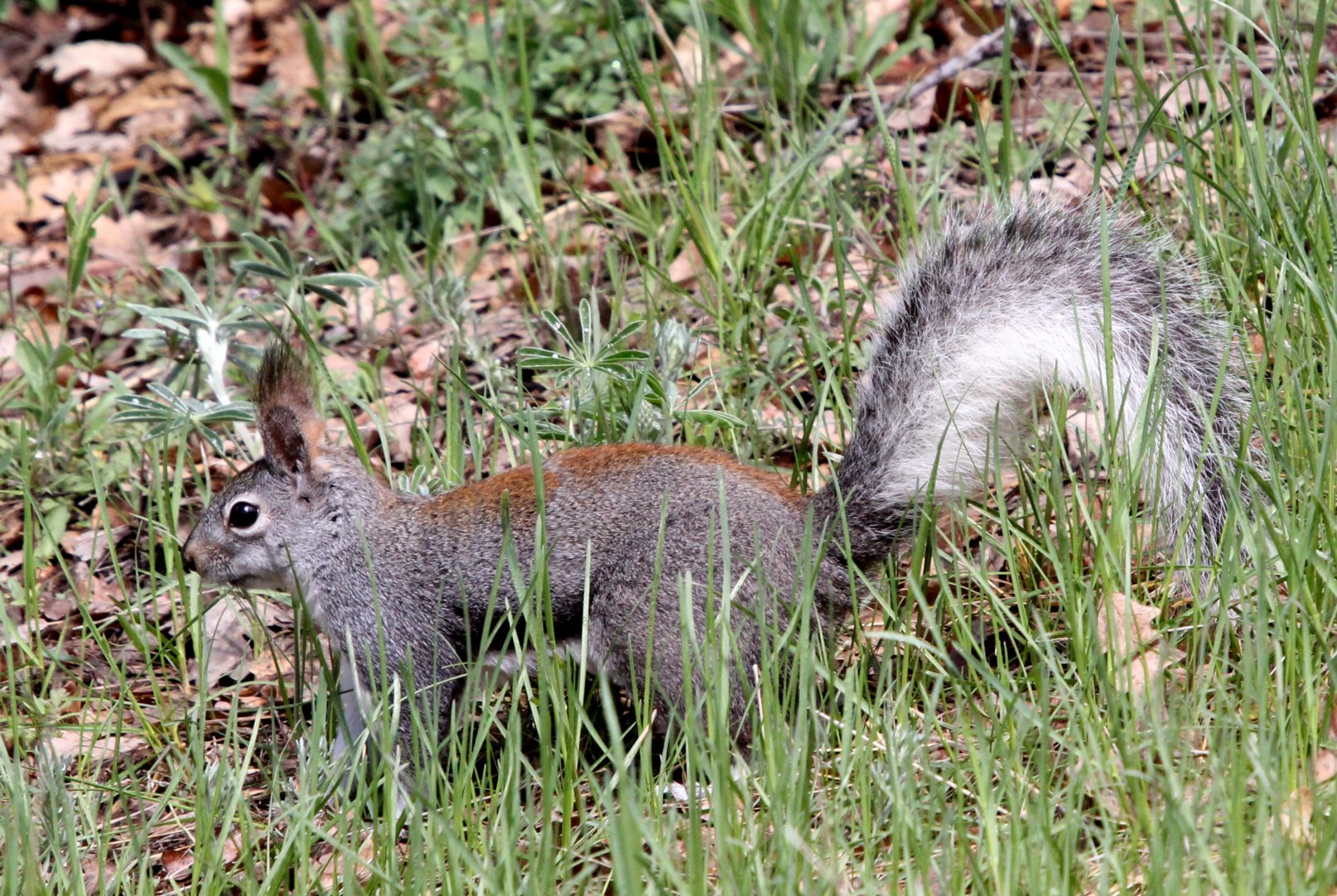 Abert's squirrel or the tassel-eared squirrel (Sciurus aberti aberti)