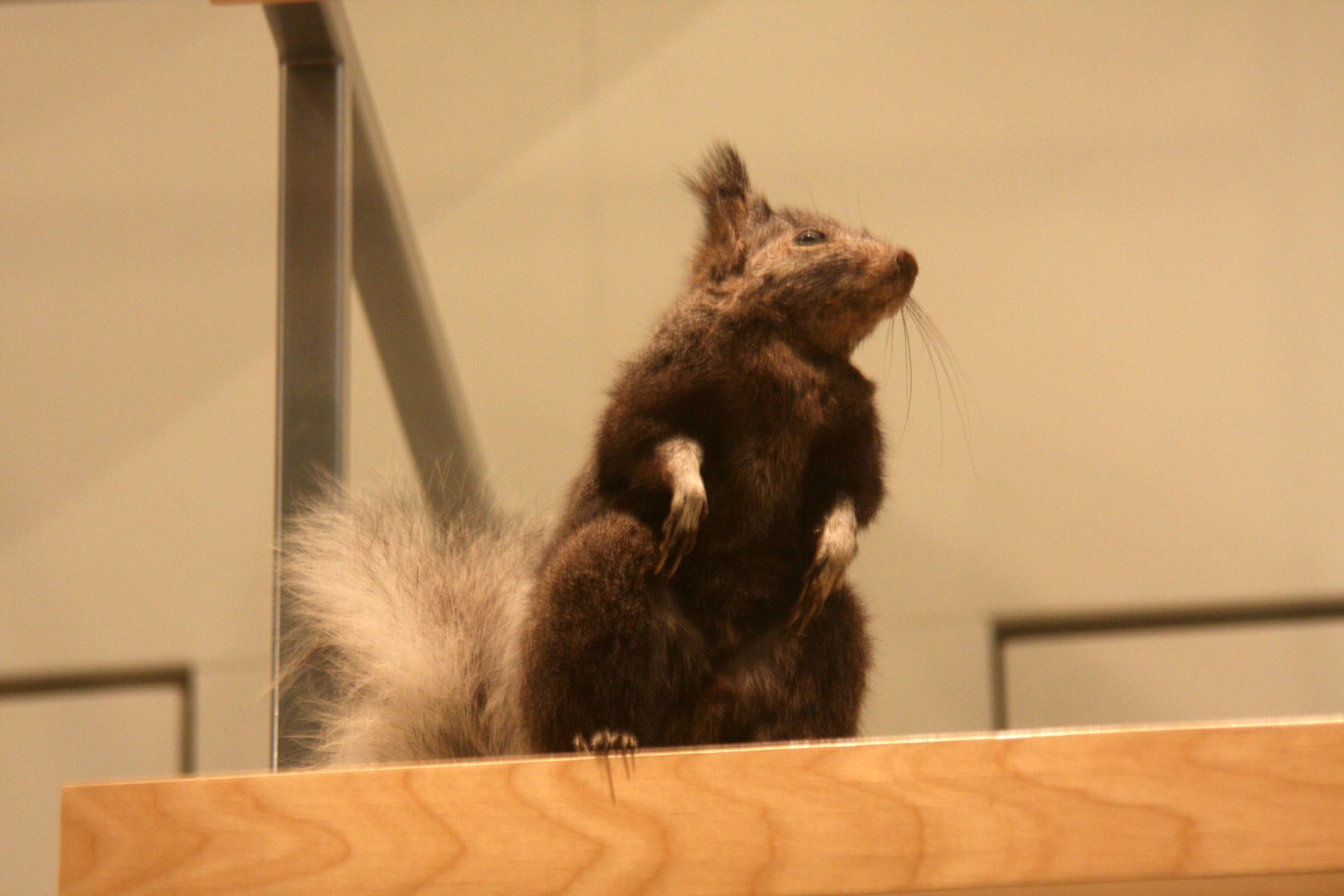 Abert's squirrel (Sciurus aberti aberti)