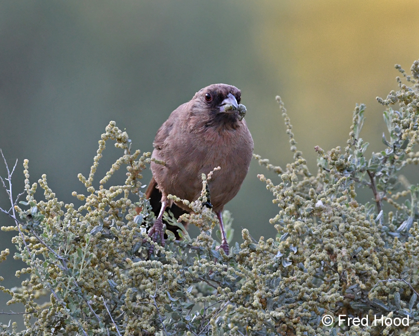 aberts towhee with insect prey
