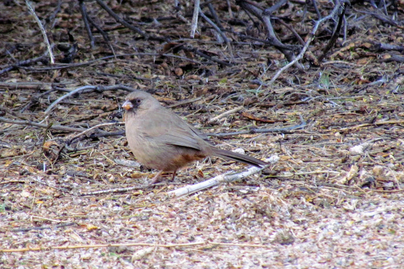 Abert’s Towhee