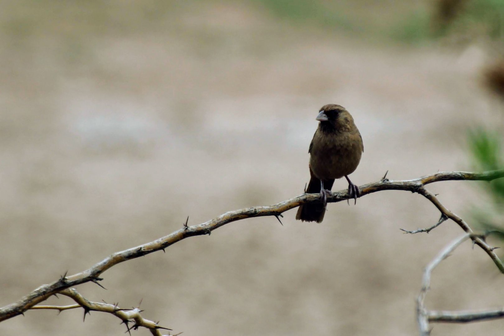 Abert's Towhee