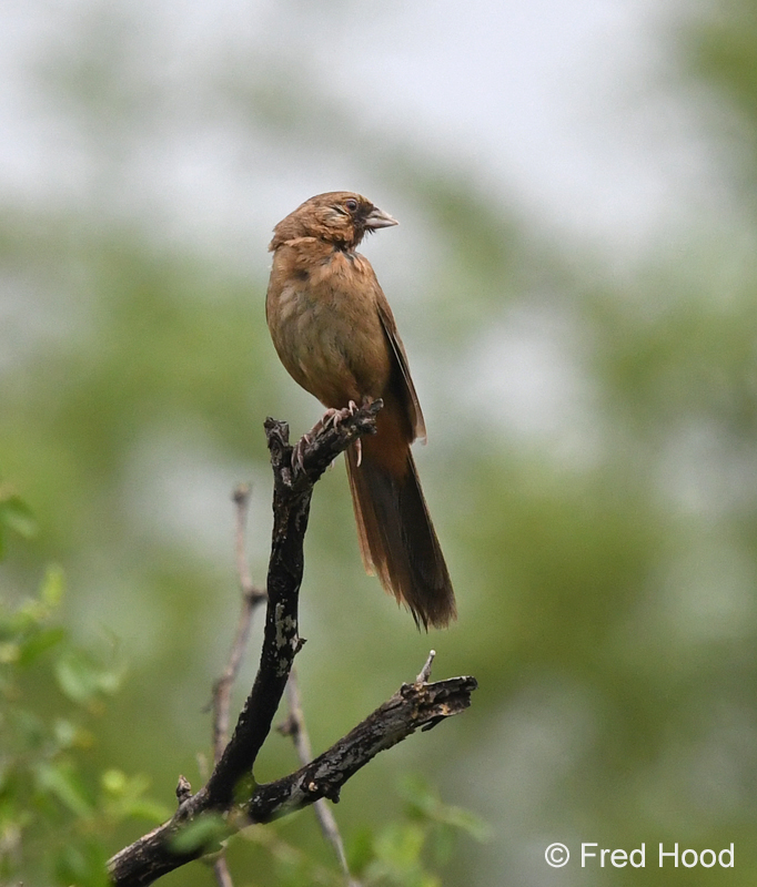 aberts towhee