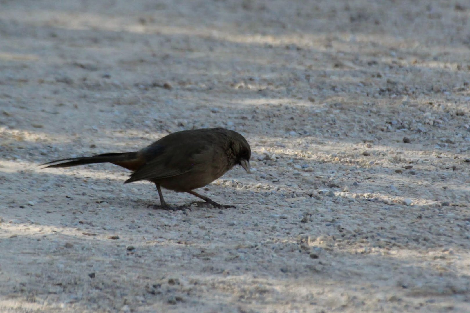 Abert's Towhee