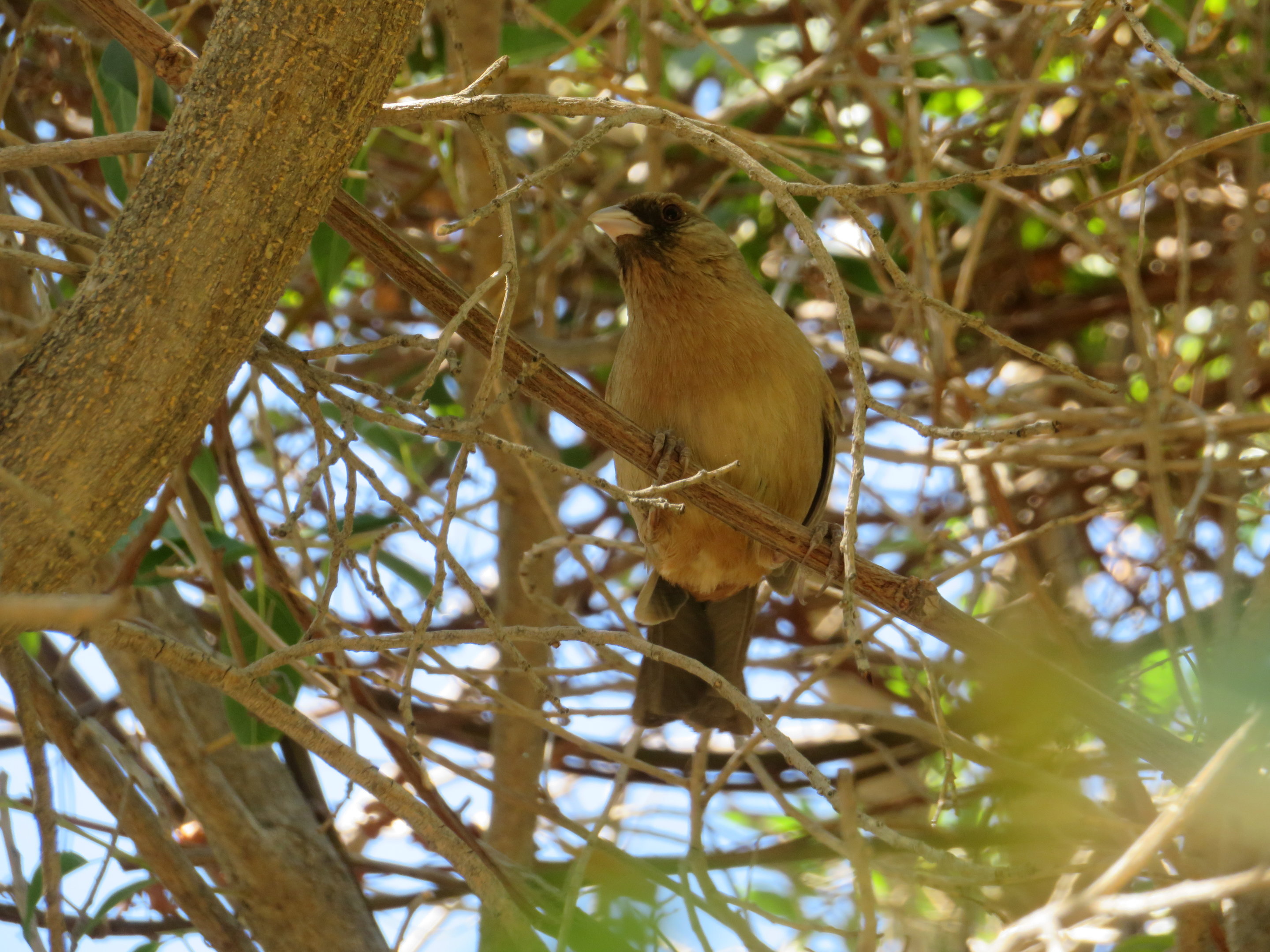 Abert's Towhee