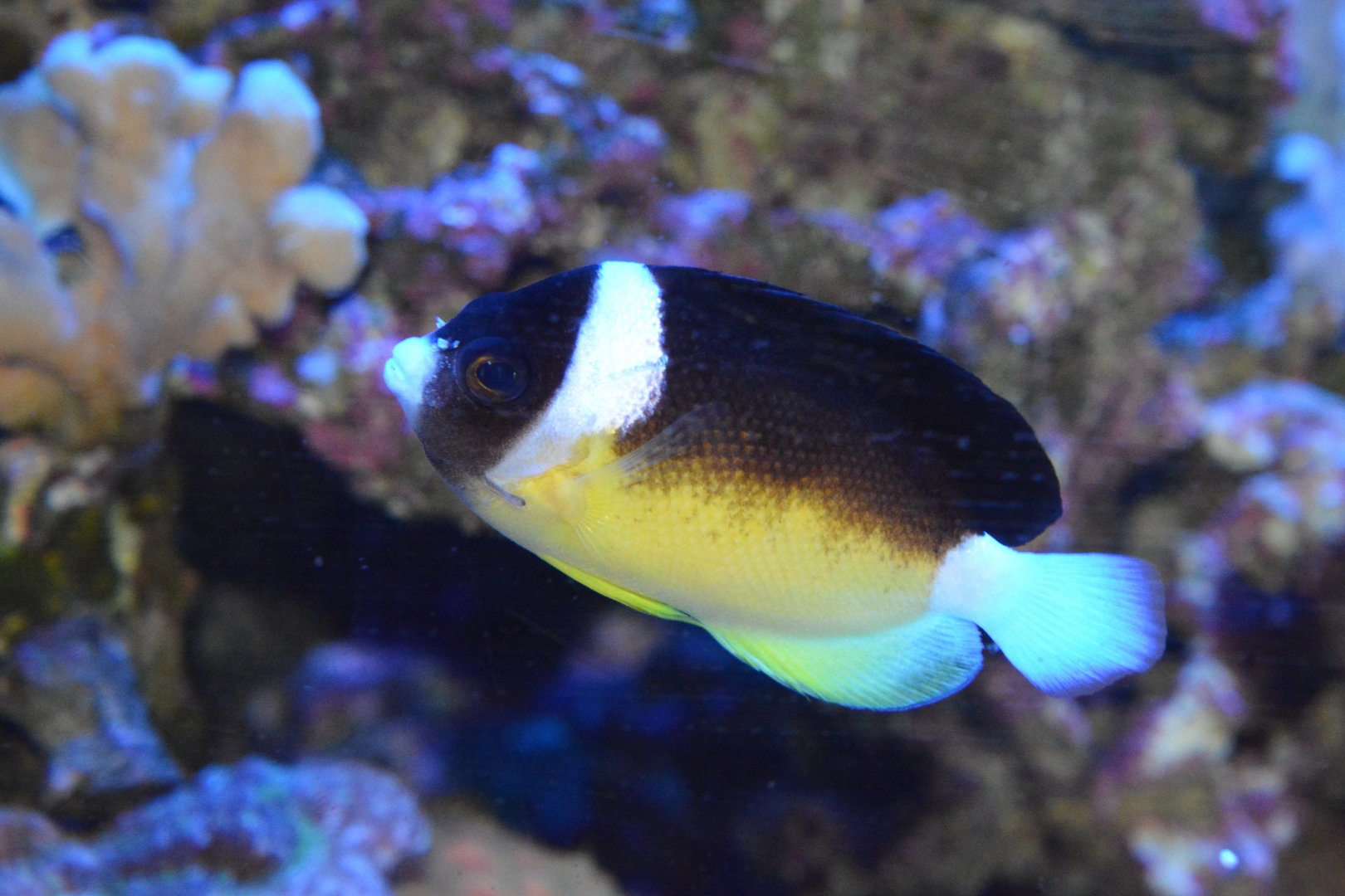 Abe's angelfish (Centropyge abei)