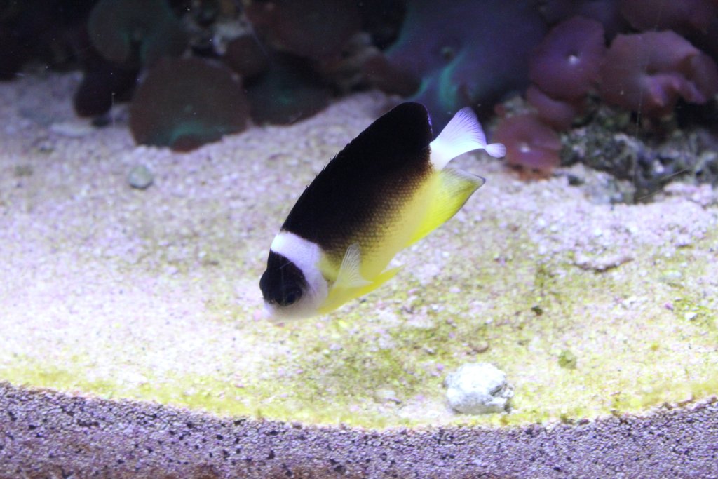 Abe's Angelfish