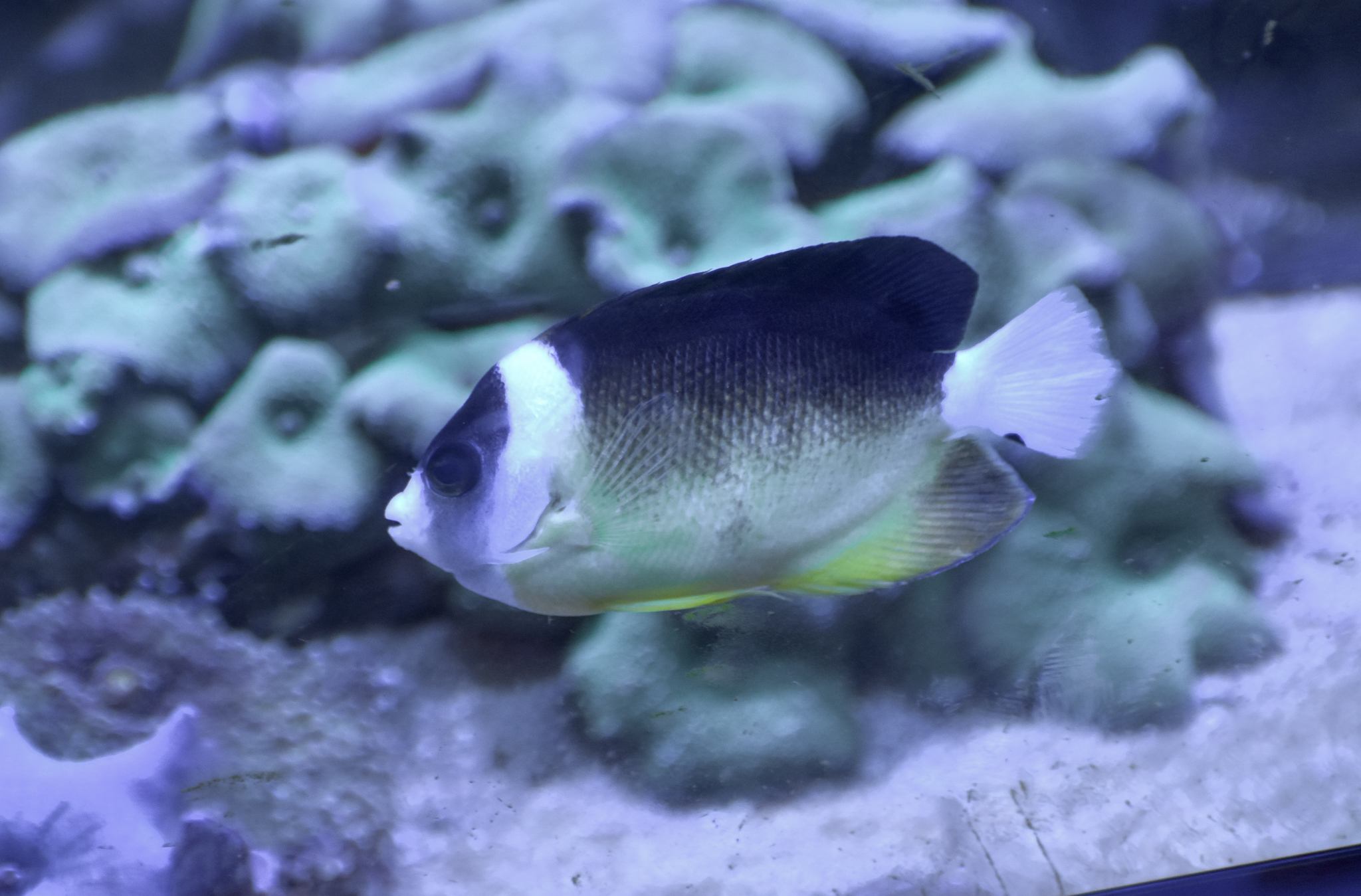 Abe's Angelfish