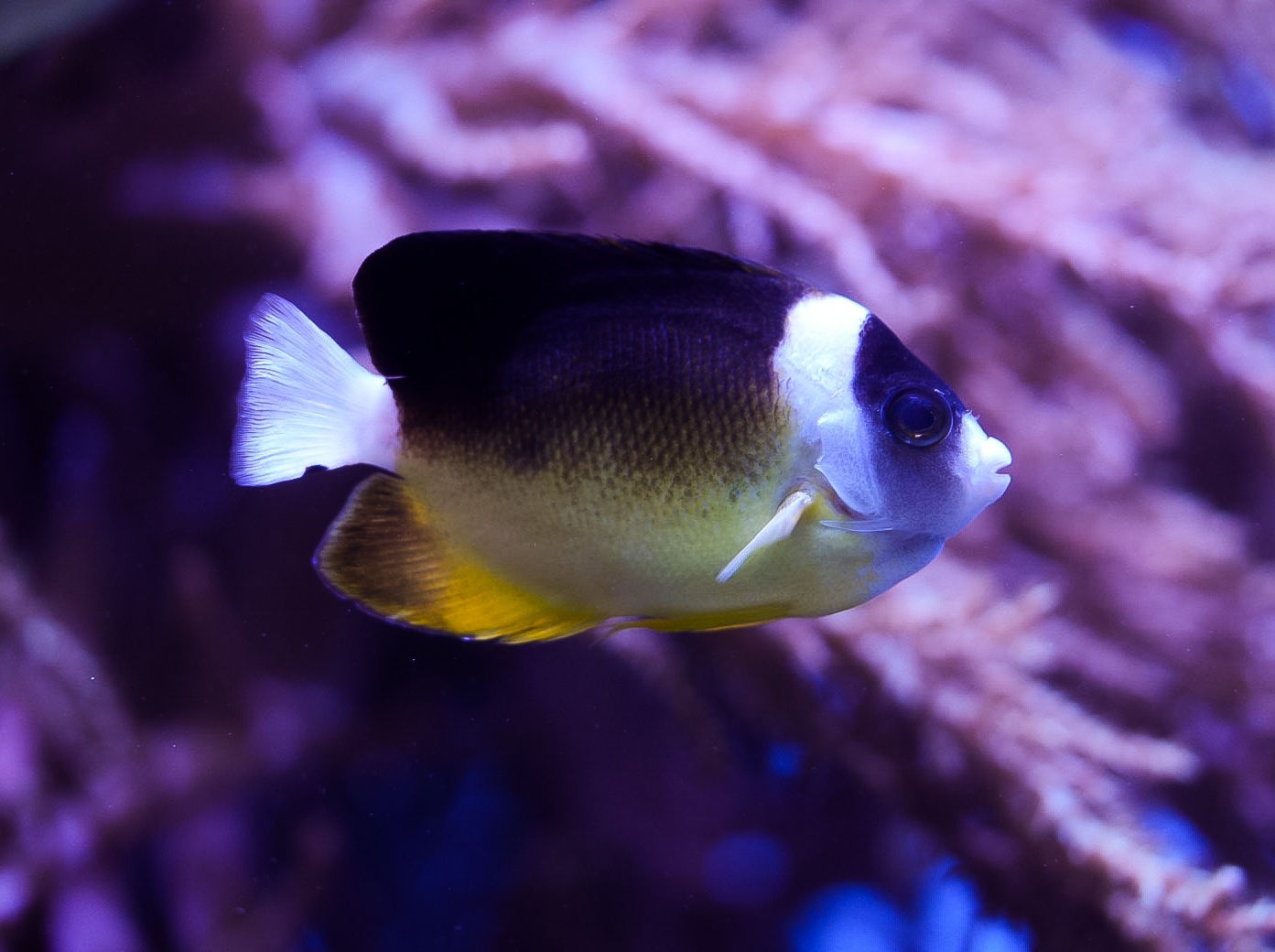 Abe's Angelfish