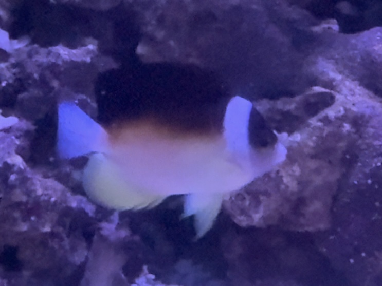 Abe’s angelfish
