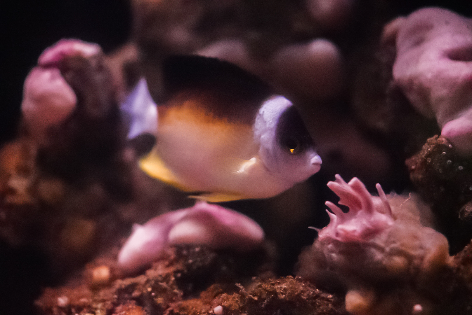 Abe's Angelfish