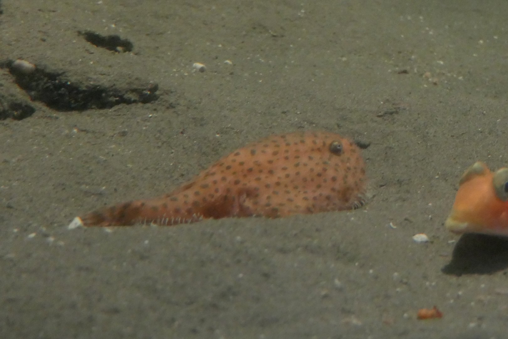 Abe's Coffinfish (Chaunax abei)