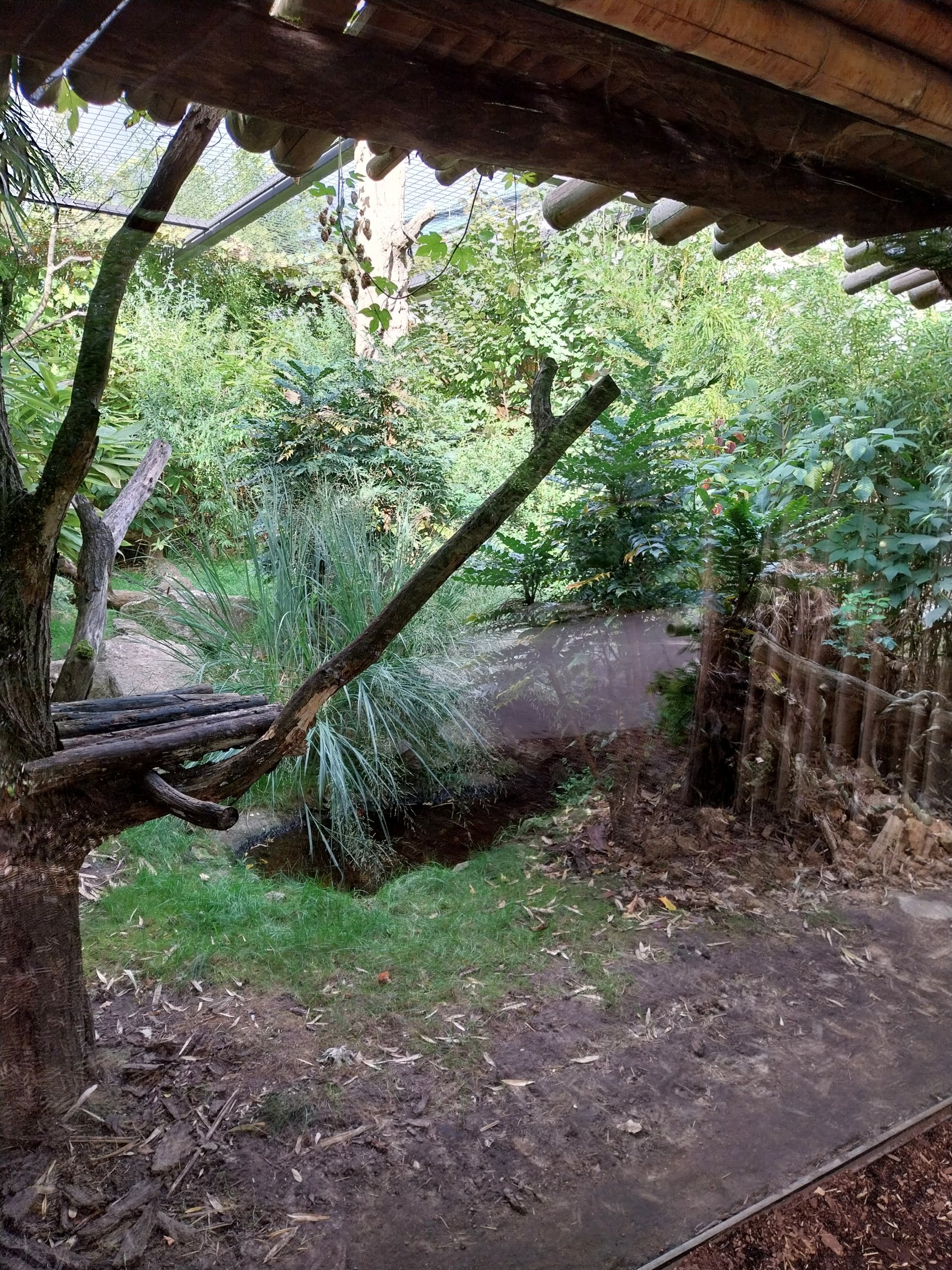 ABH - Asian Golden Cat (Catopuma temminckii)