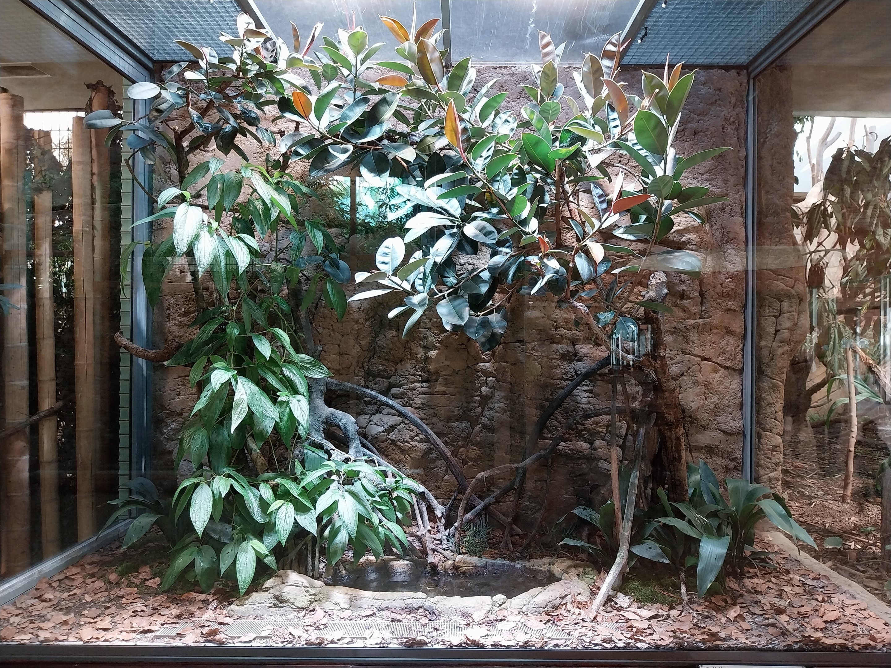 ABH - Banded Mangrove Snake (Boiga dendrophila melanota)