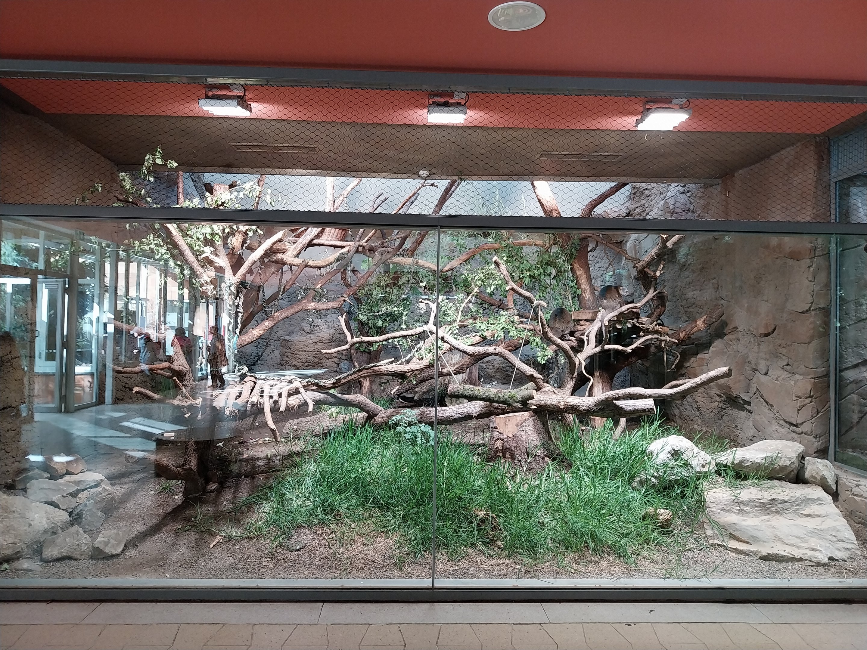 ABH - Bear Cuscus (Ailurops ursinus)