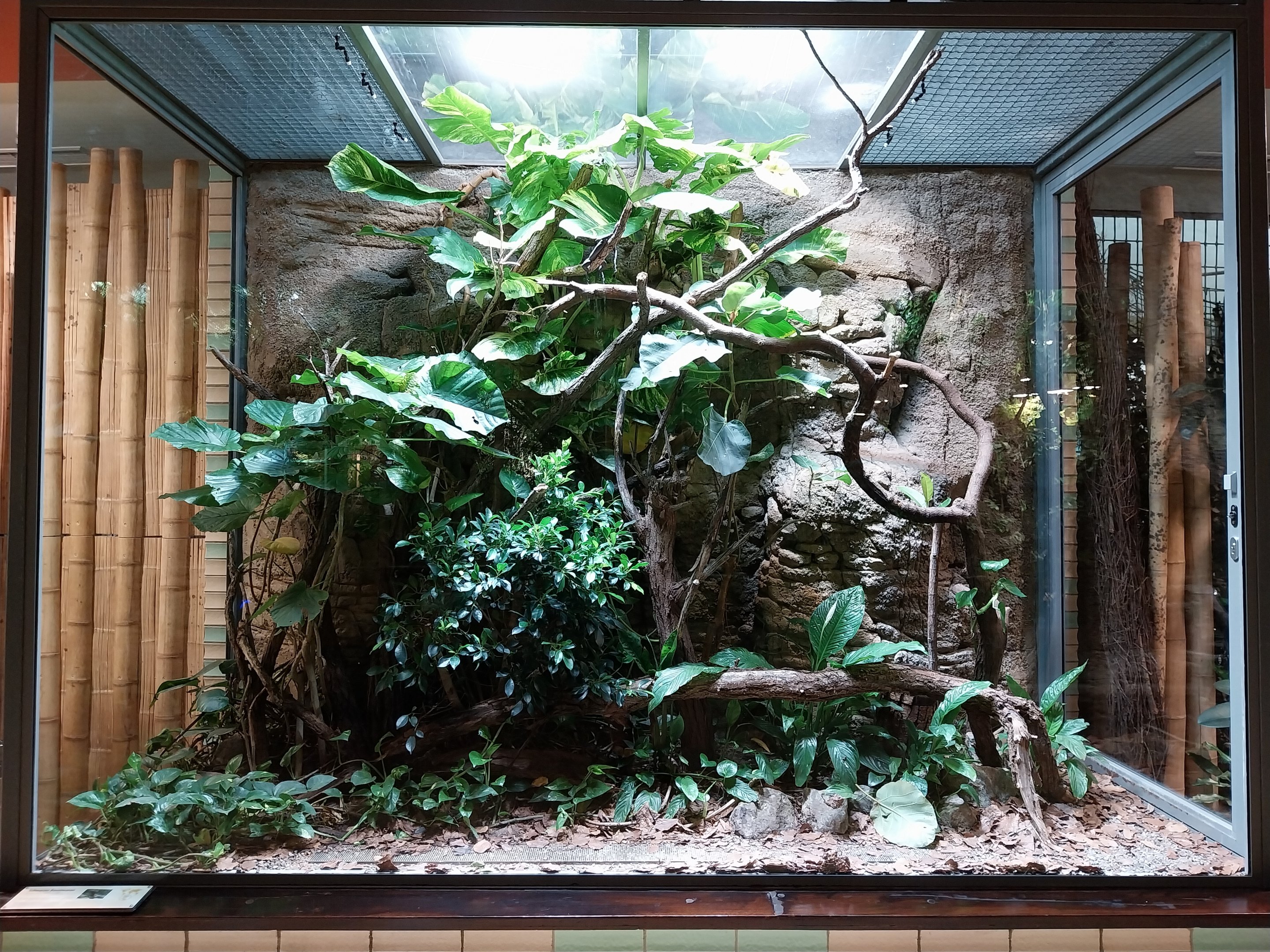 ABH - Black Tree Monitor (Varanus beccarii)