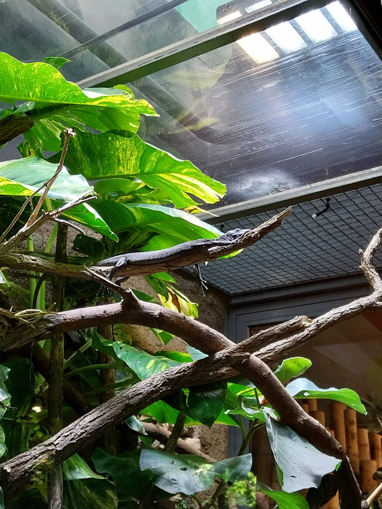 ABH - Black Tree Monitor (Varanus beccarii)