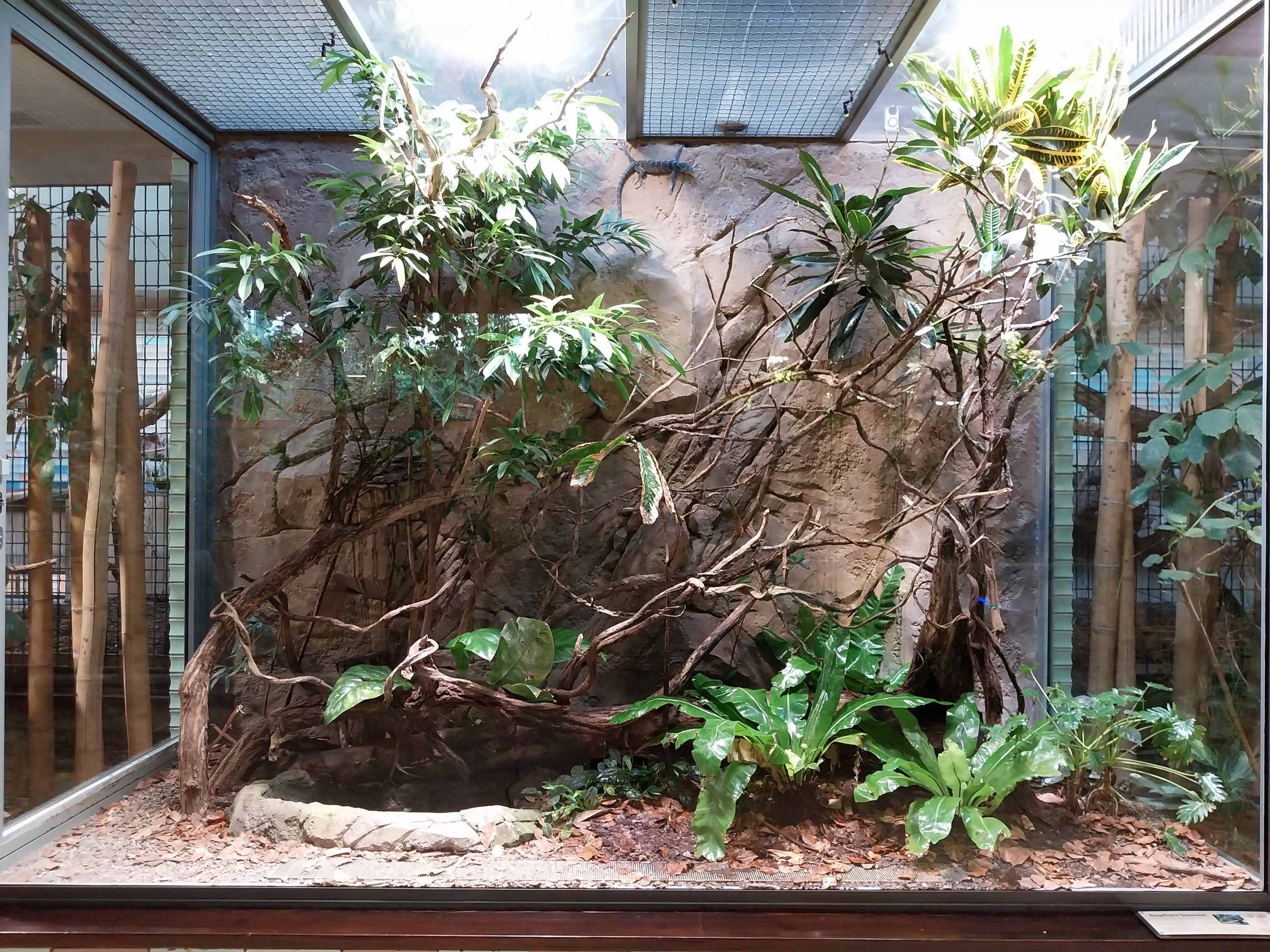 ABH - Blue-spotted Tree Monitor (Varanus macraei)