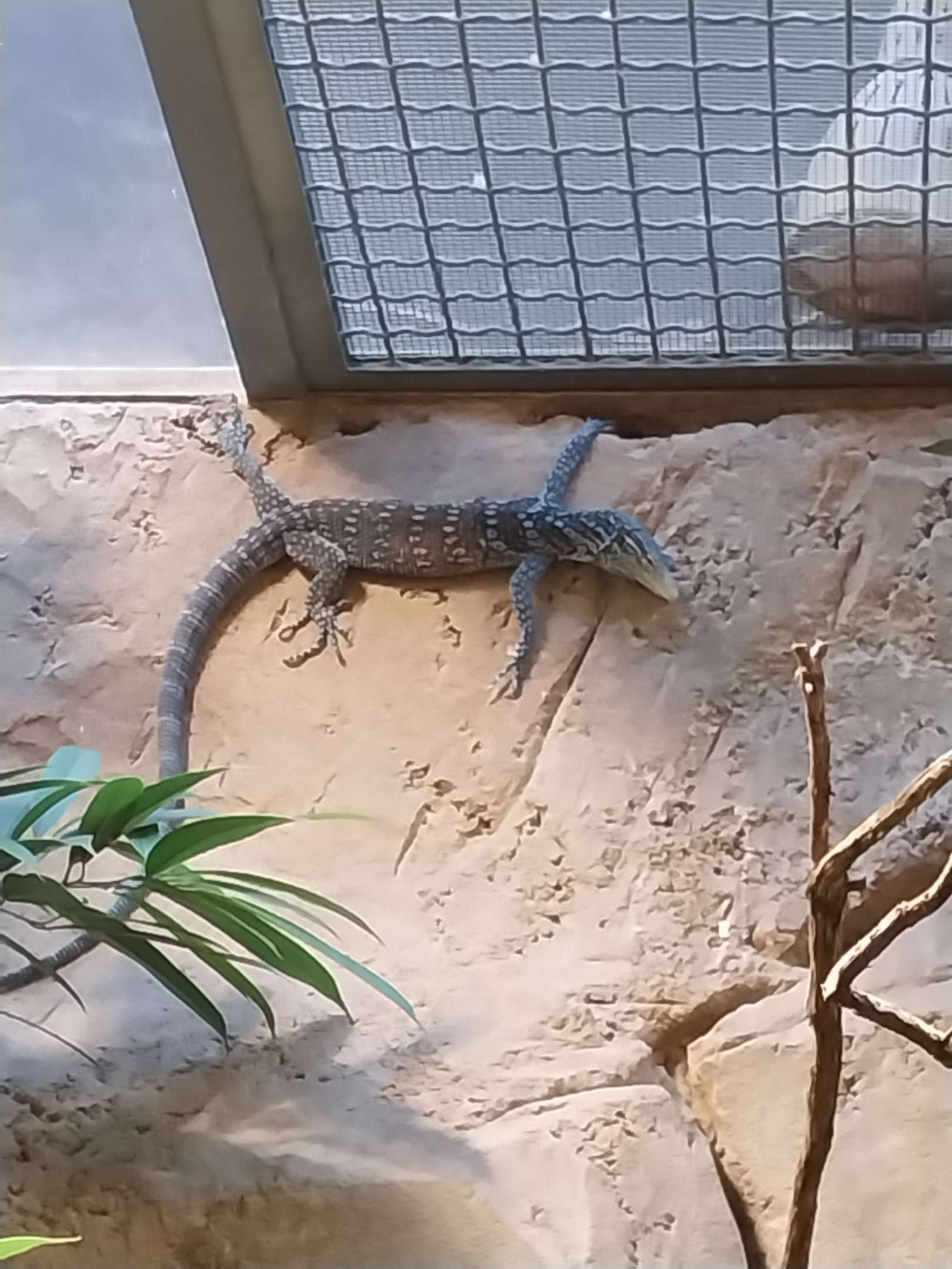 ABH - Blue-spotted Tree Monitor (Varanus macraei)