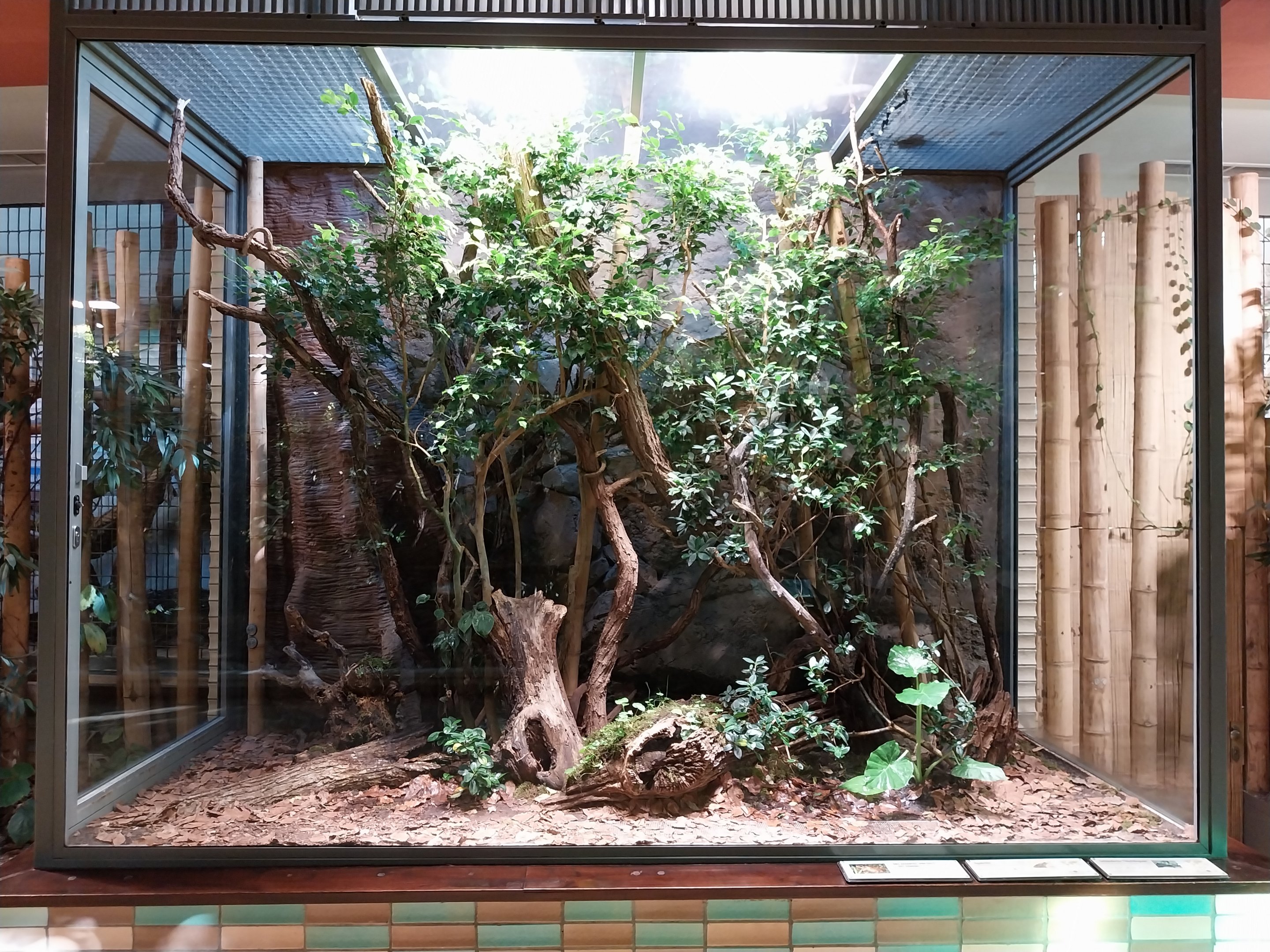 ABH - Cane Toad (Rhinella marina)