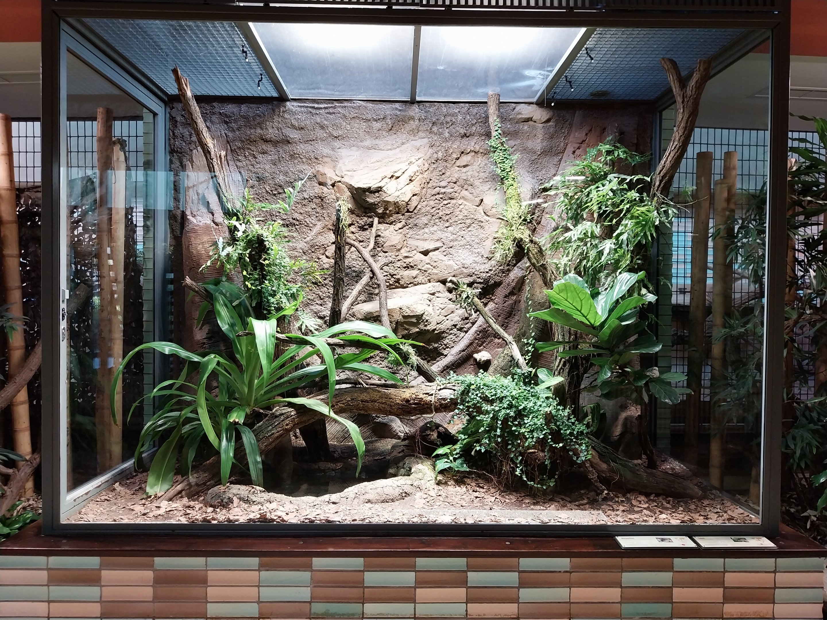 ABH - Emerald Skink (Lamprolepis smaragdina), Prehensile-tailed Skink (Corucia zebrata) and Solomon Island Eyelash Frog (Cornufer guentheri)