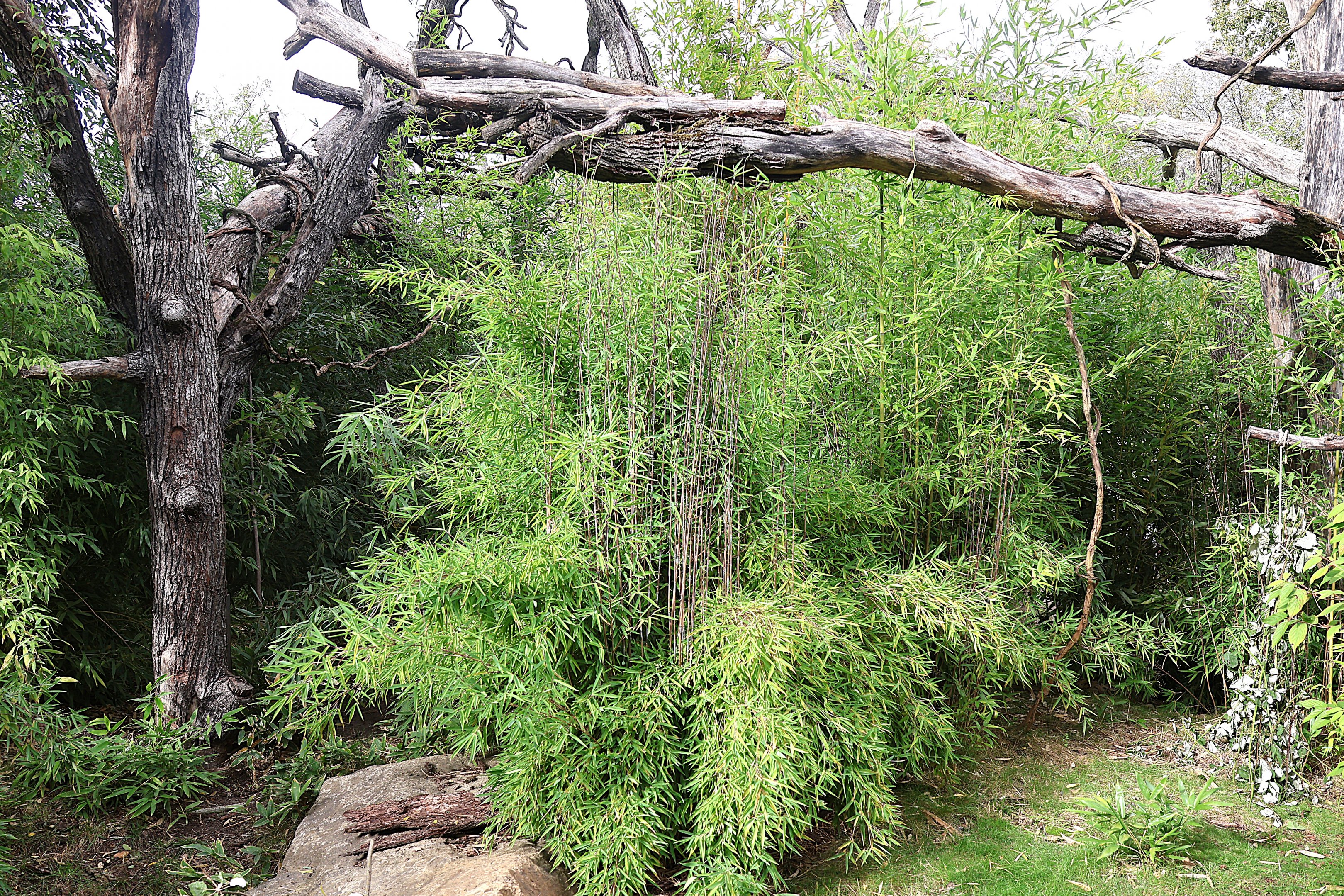 ABH - Goodfellow's Tree-kangaroo (Dendrolagus goodfellowi buergersi) and Dusky Pademelon (Thylogale brunii)