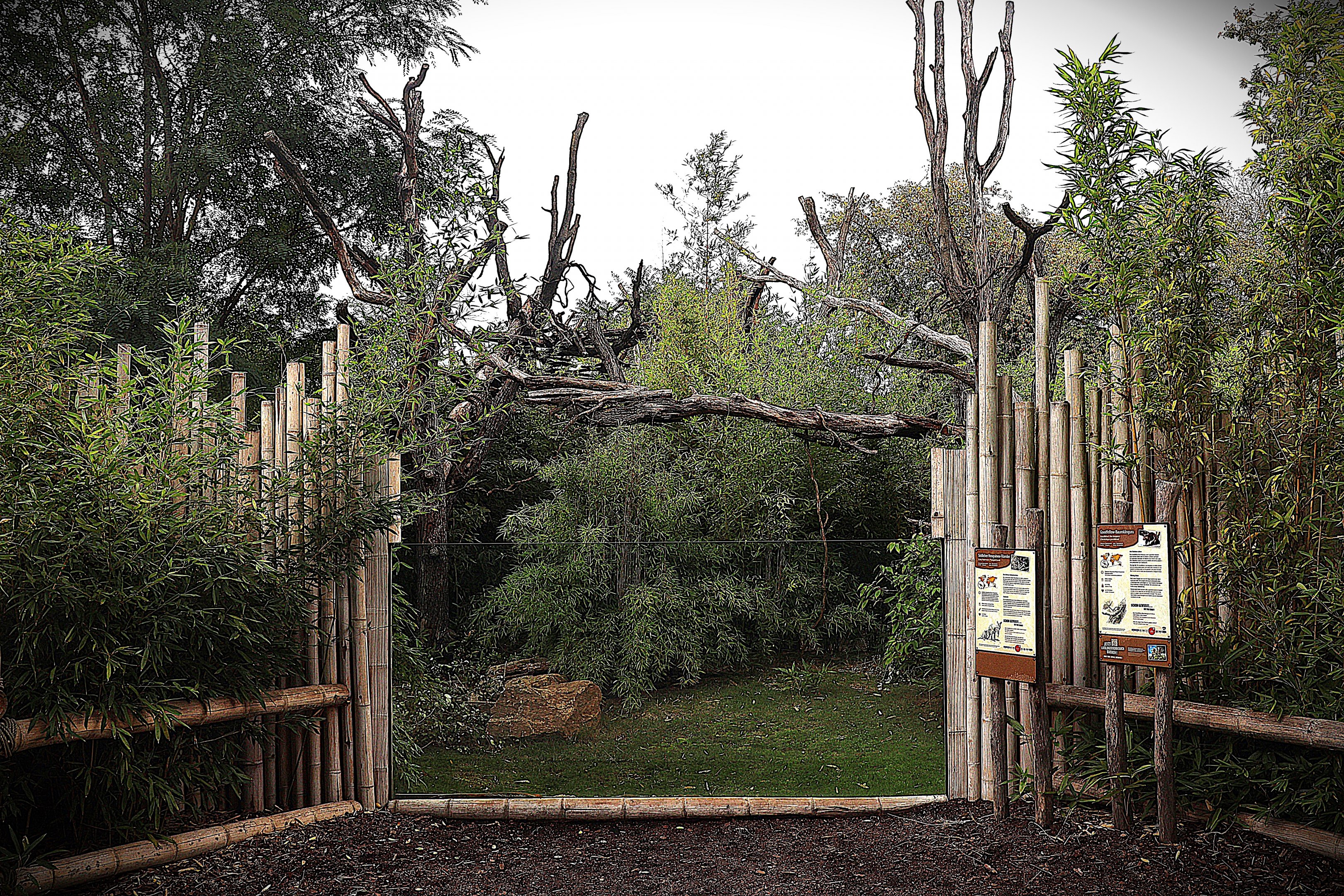 ABH - Goodfellow's Tree-kangaroo (Dendrolagus goodfellowi buergersi) and Dusky Pademelon (Thylogale brunii)