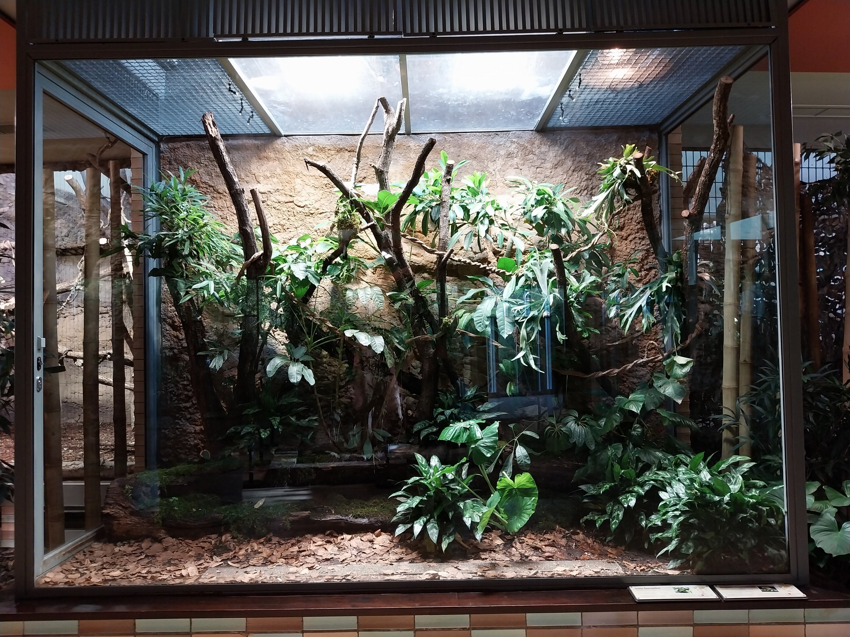 ABH - Green Tree Python (Morelia viridis) and White-lipped Tree Frog (Nyctimystes infrafrenatus)