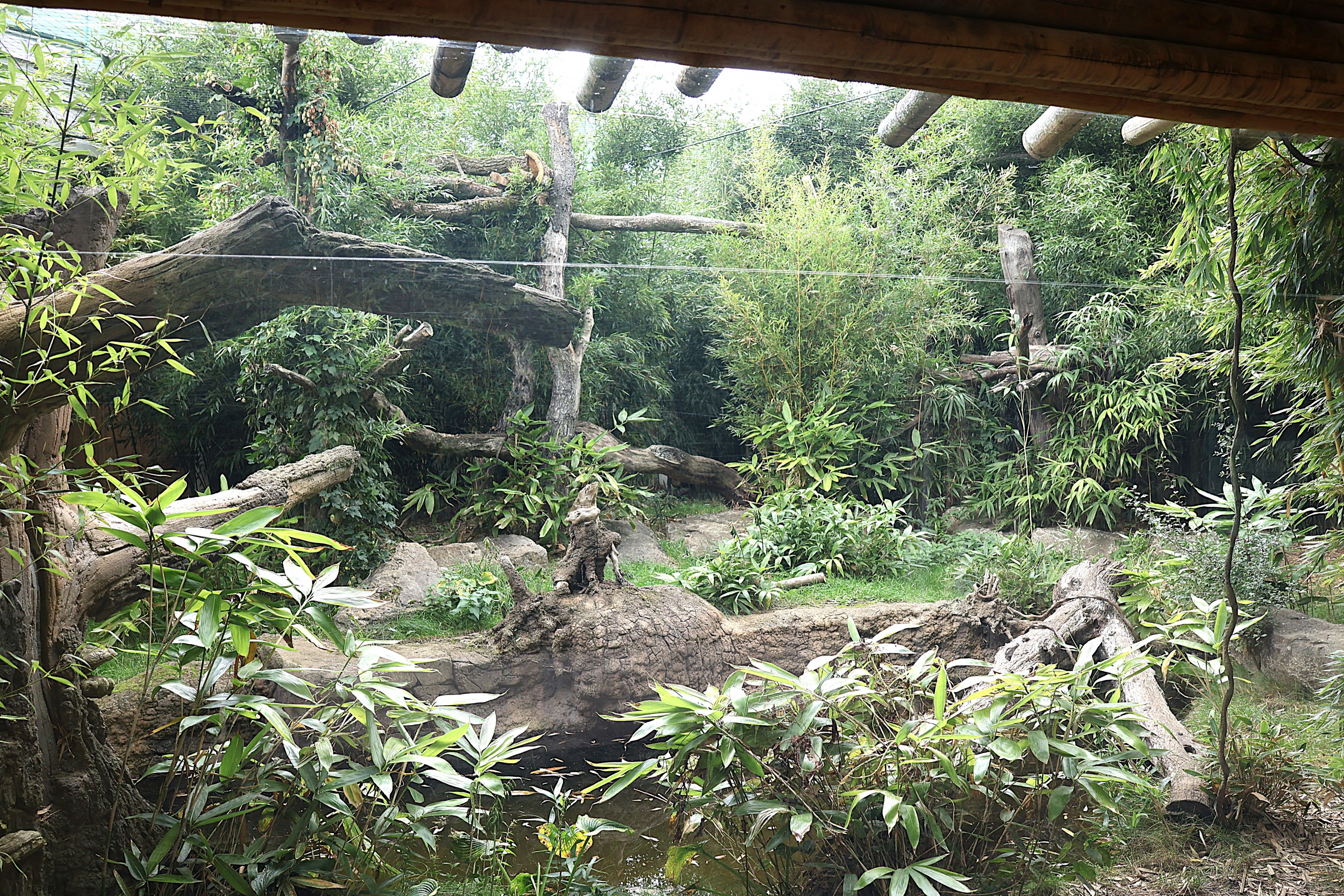 ABH - Indochinese Clouded Leopard (Neofelis nebulosa nebulosa)