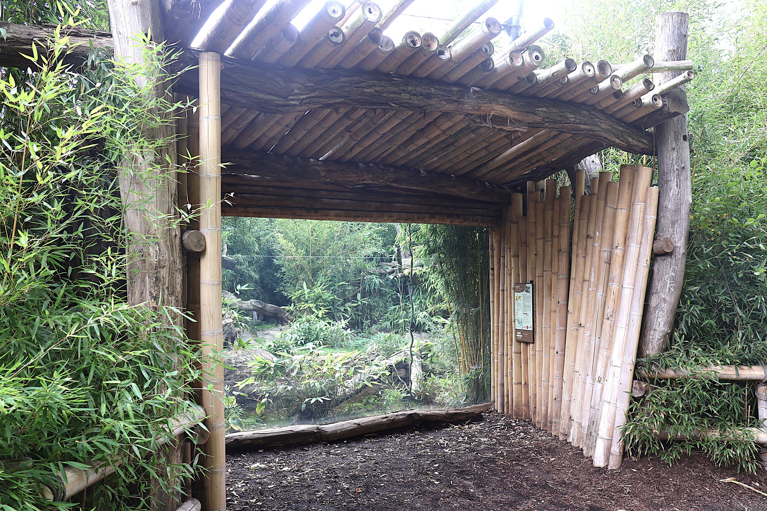 ABH - Indochinese Clouded Leopard (Neofelis nebulosa nebulosa)