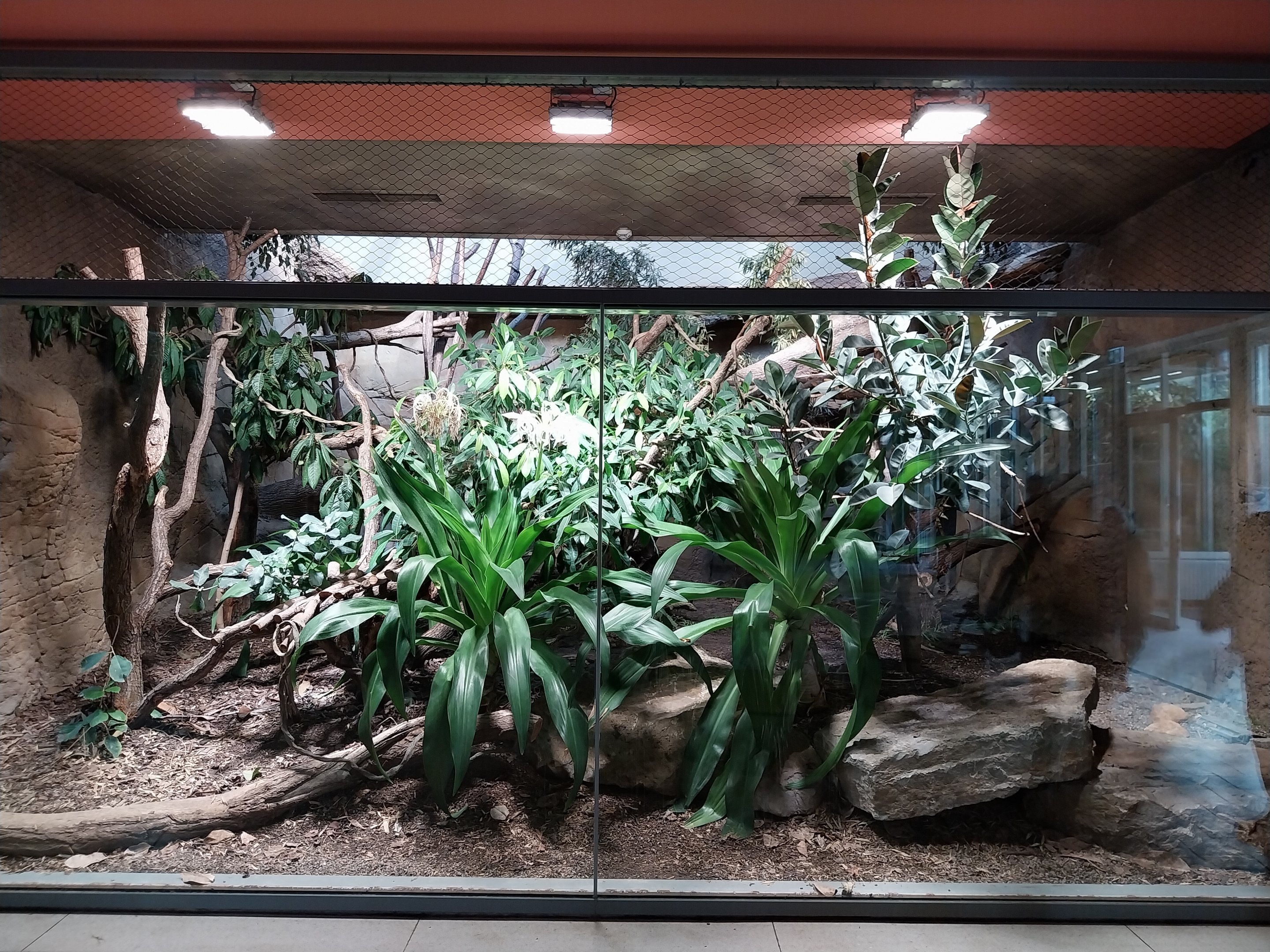 ABH - Indochinese Clouded Leopard (Neofelis nebulosa nebulosa)