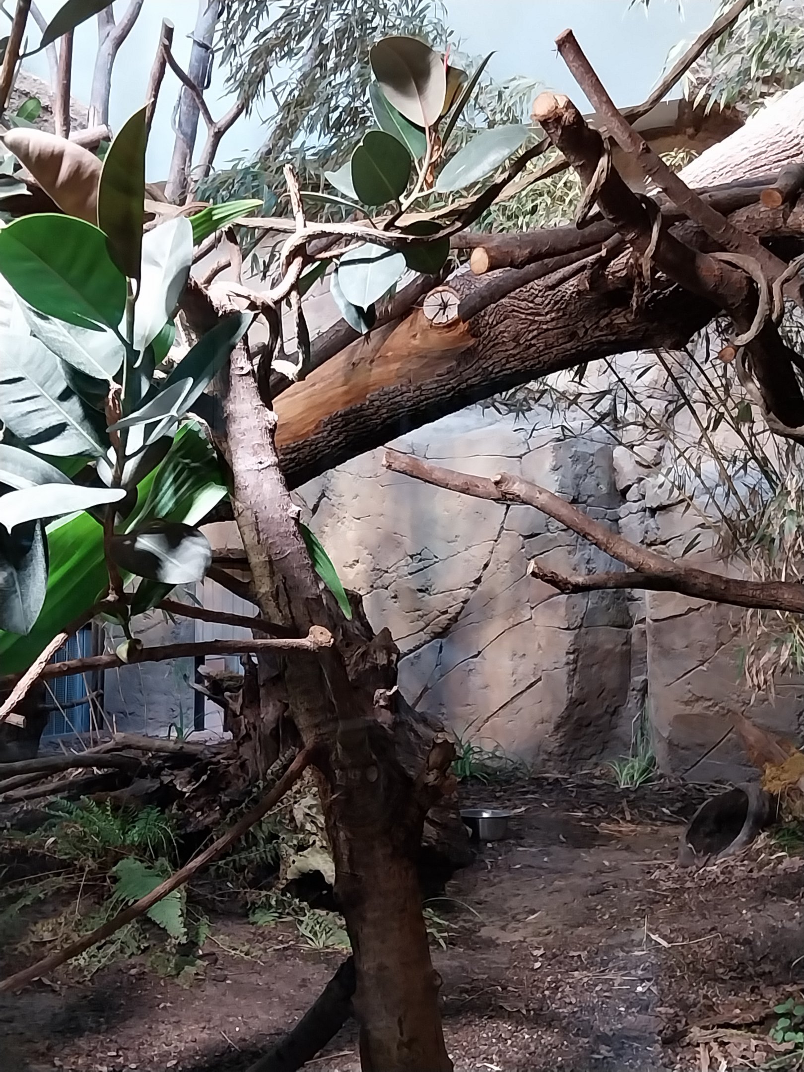 ABH - Indochinese Clouded Leopard (Neofelis nebulosa nebulosa)