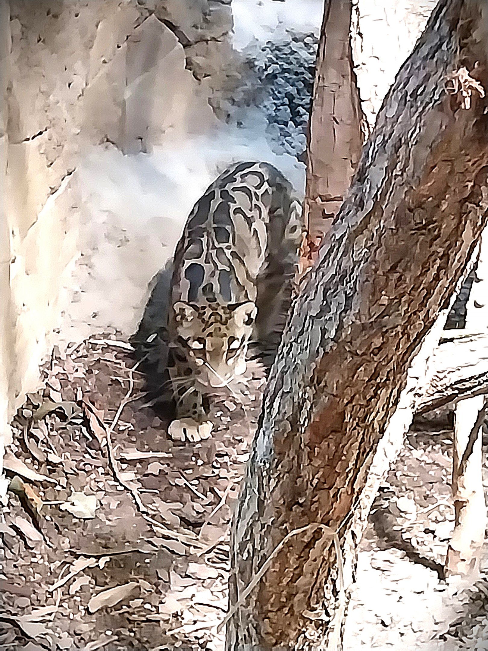ABH - Indochinese Clouded Leopard (Neofelis nebulosa nebulosa)