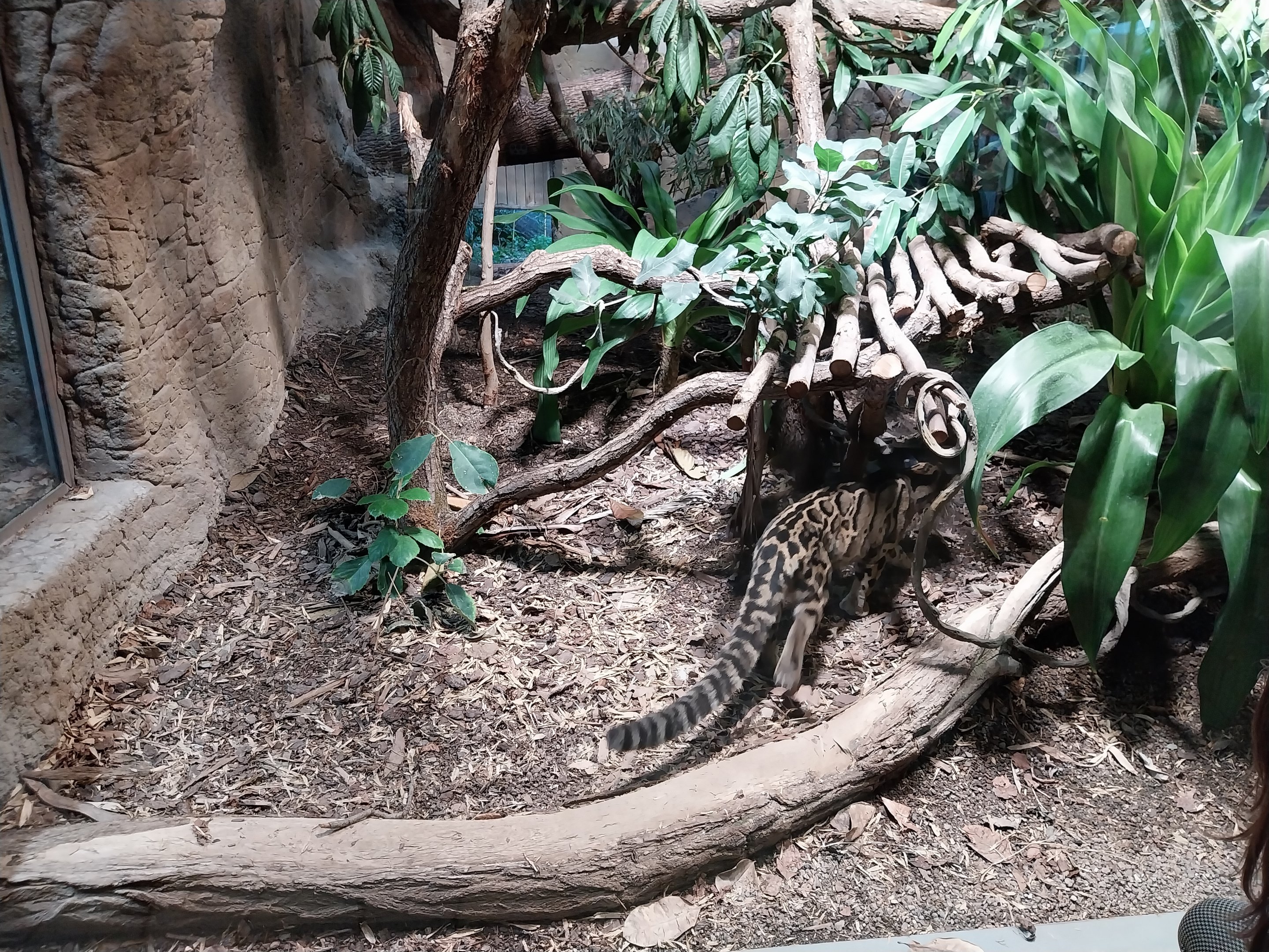 ABH - Indochinese Clouded Leopard (Neofelis nebulosa nebulosa)