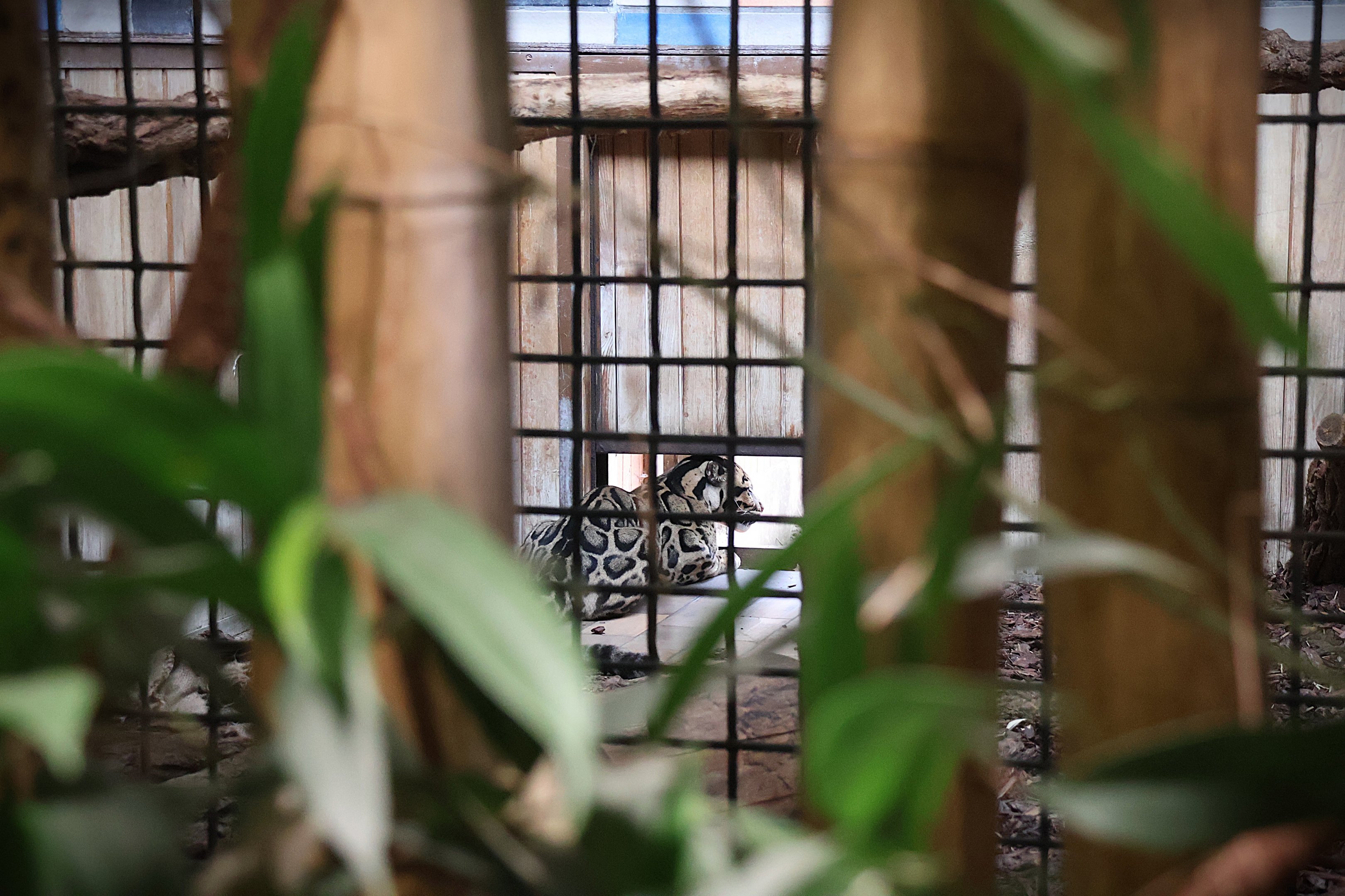 ABH - Indochinese Clouded Leopard (Neofelis nebulosa nebulosa)