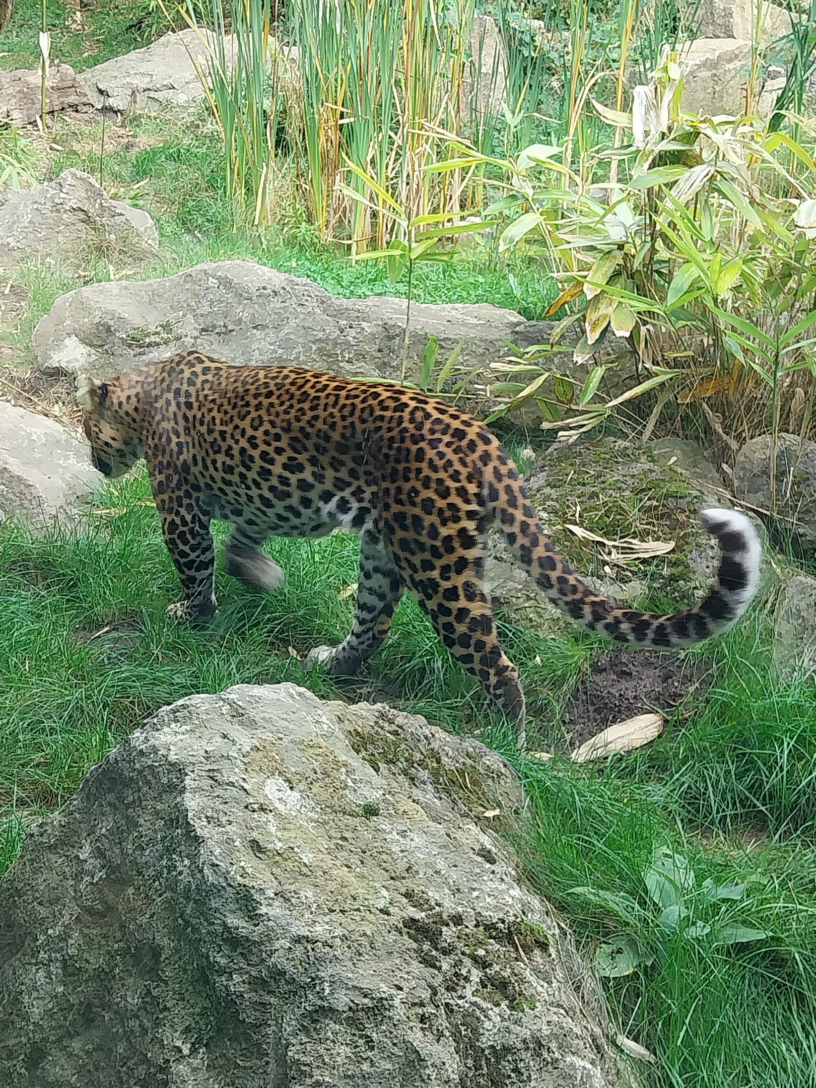 ABH - Javan Leopard (Panthera pardus melas)