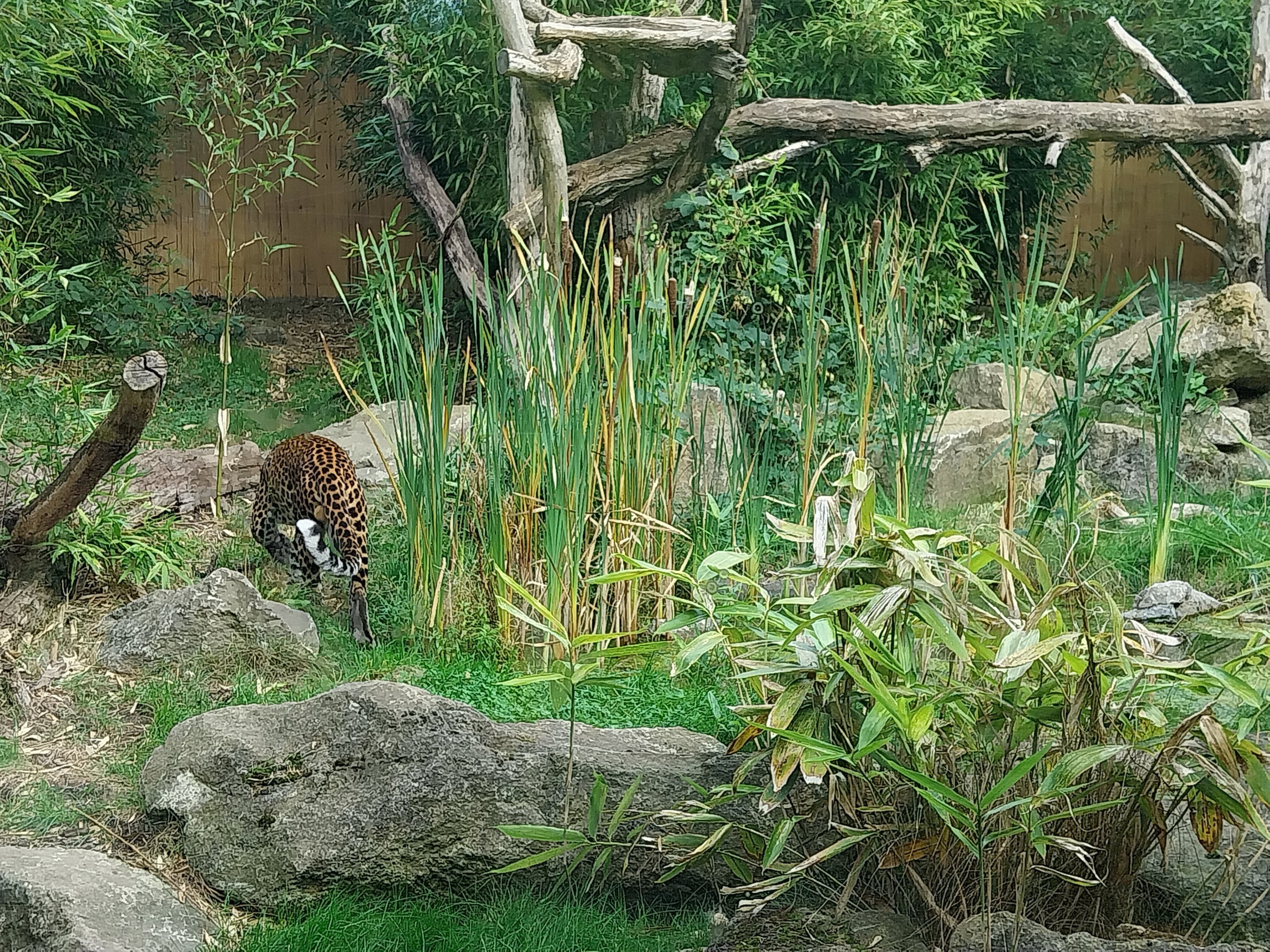ABH - Javan Leopard (Panthera pardus melas)