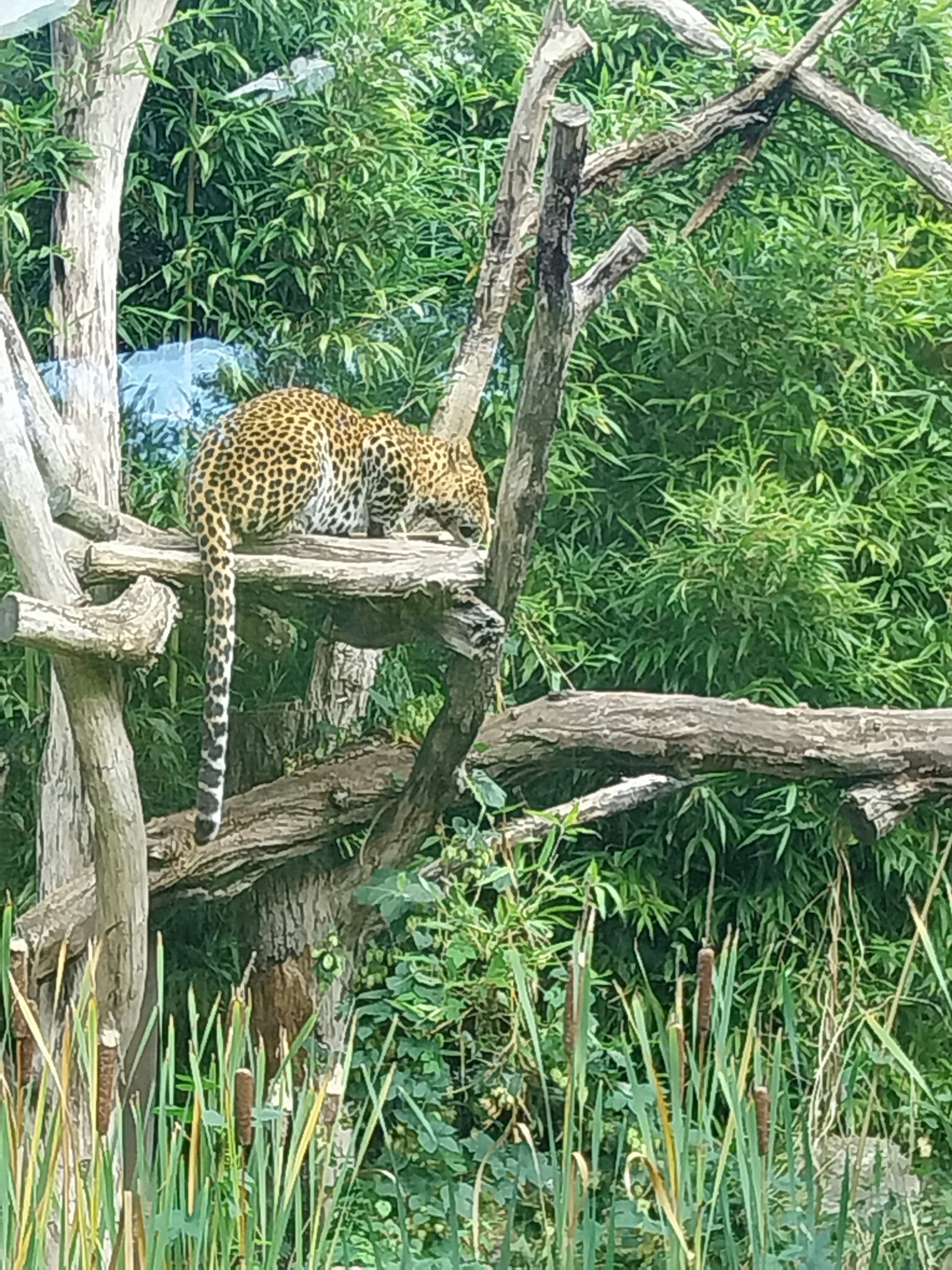 ABH - Javan Leopard (Panthera pardus melas)