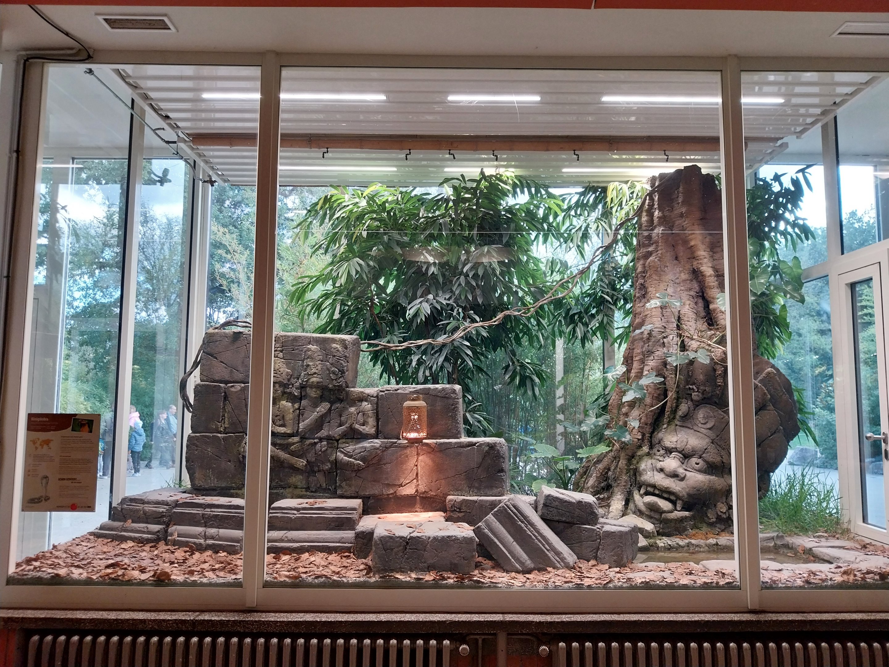 ABH - King Cobra (Ophiophagus hannah)