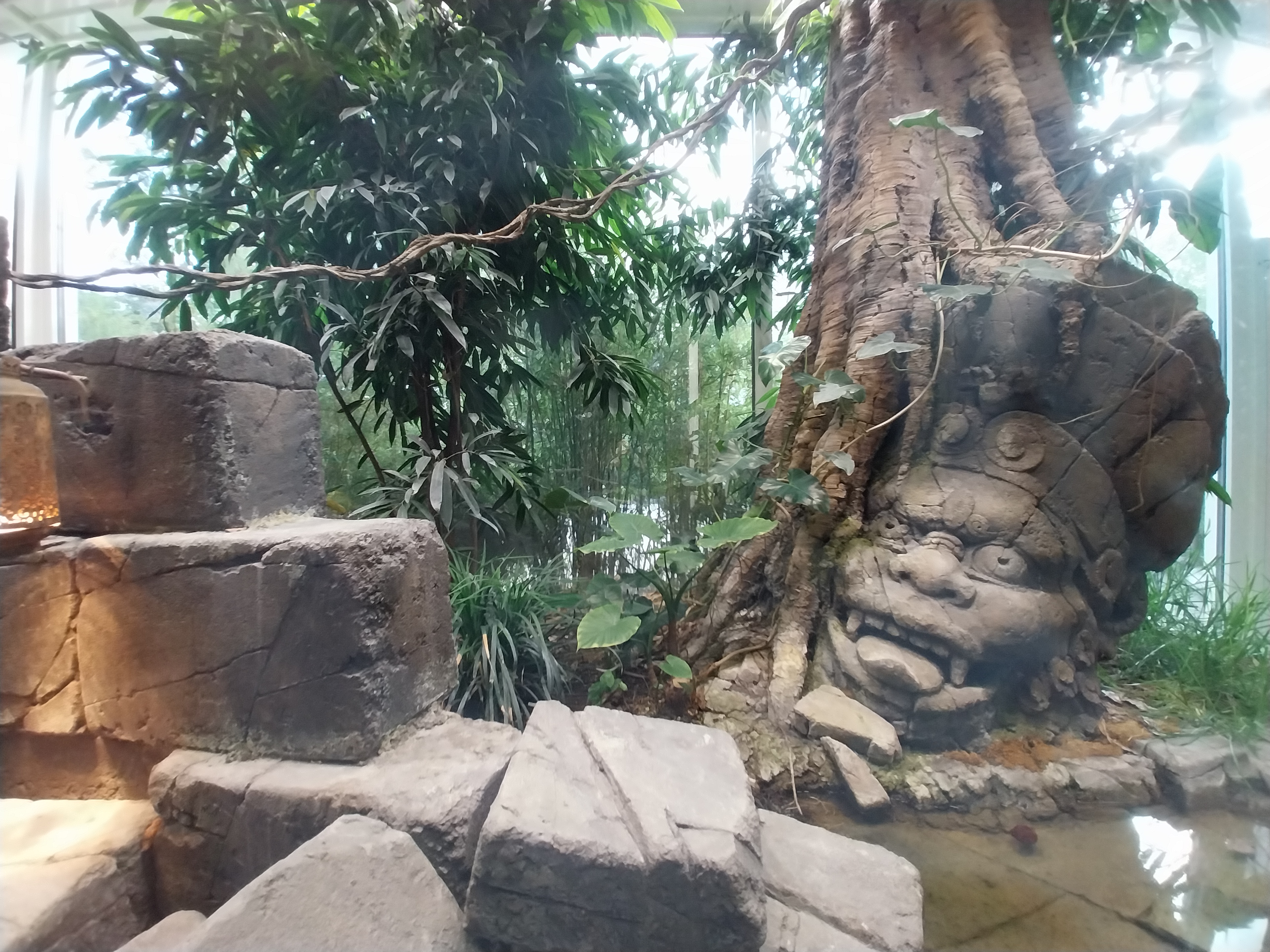 ABH - King Cobra (Ophiophagus hannah)