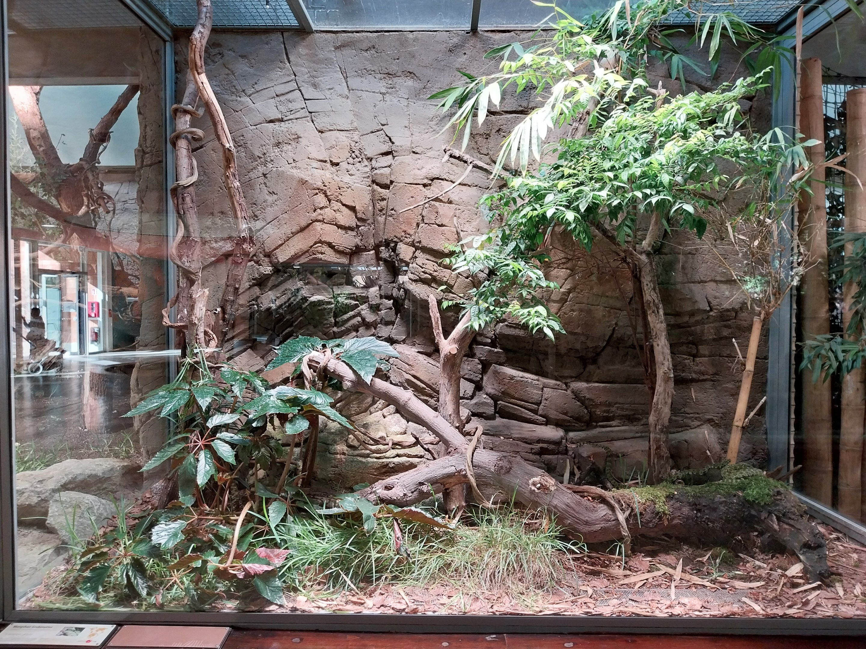 ABH - Mangshan Pitviper (Protobothrops mangshanensis)