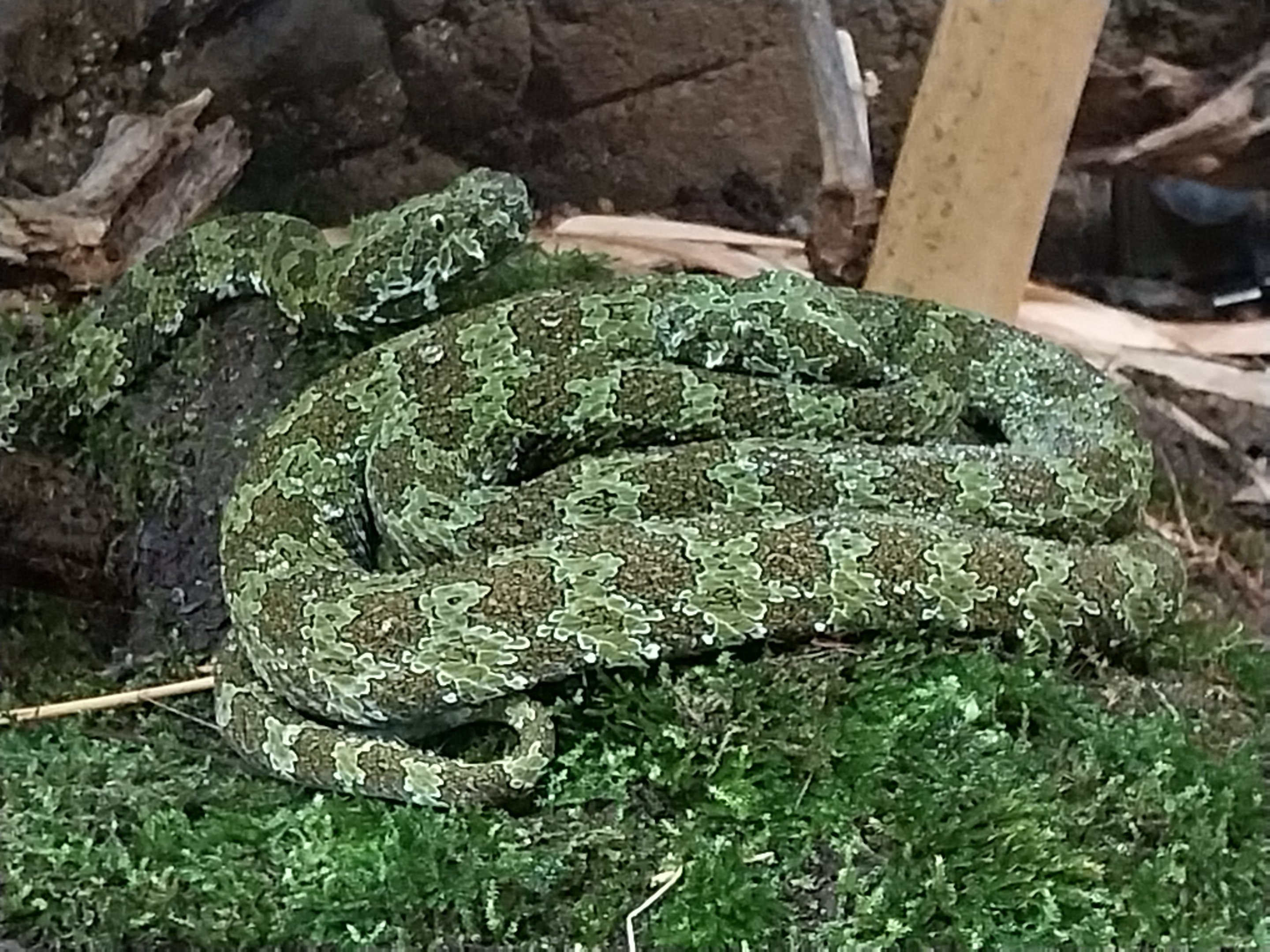 ABH - Mangshan Pitviper (Protobothrops mangshanensis)