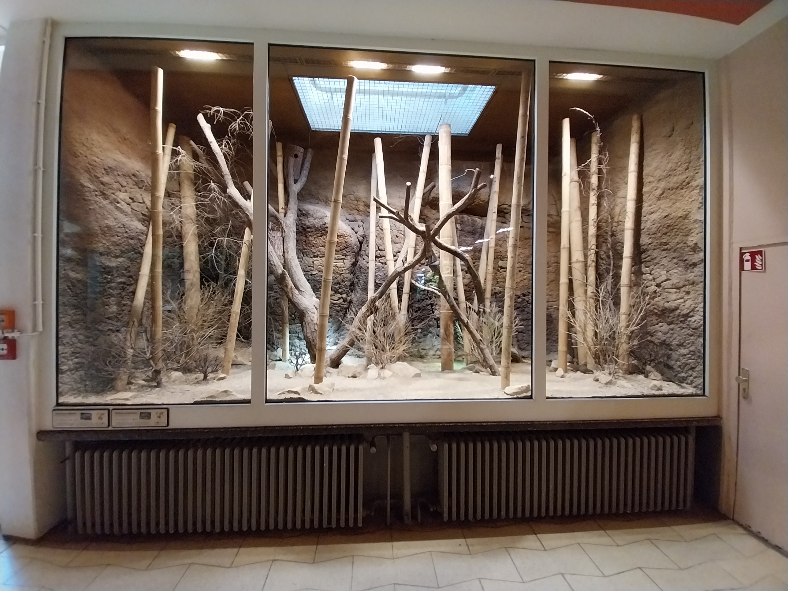 ABH - Northern Treeshrew (Tupaia belangeri) and Burmese Star Tortoise (Geochelone platynota)