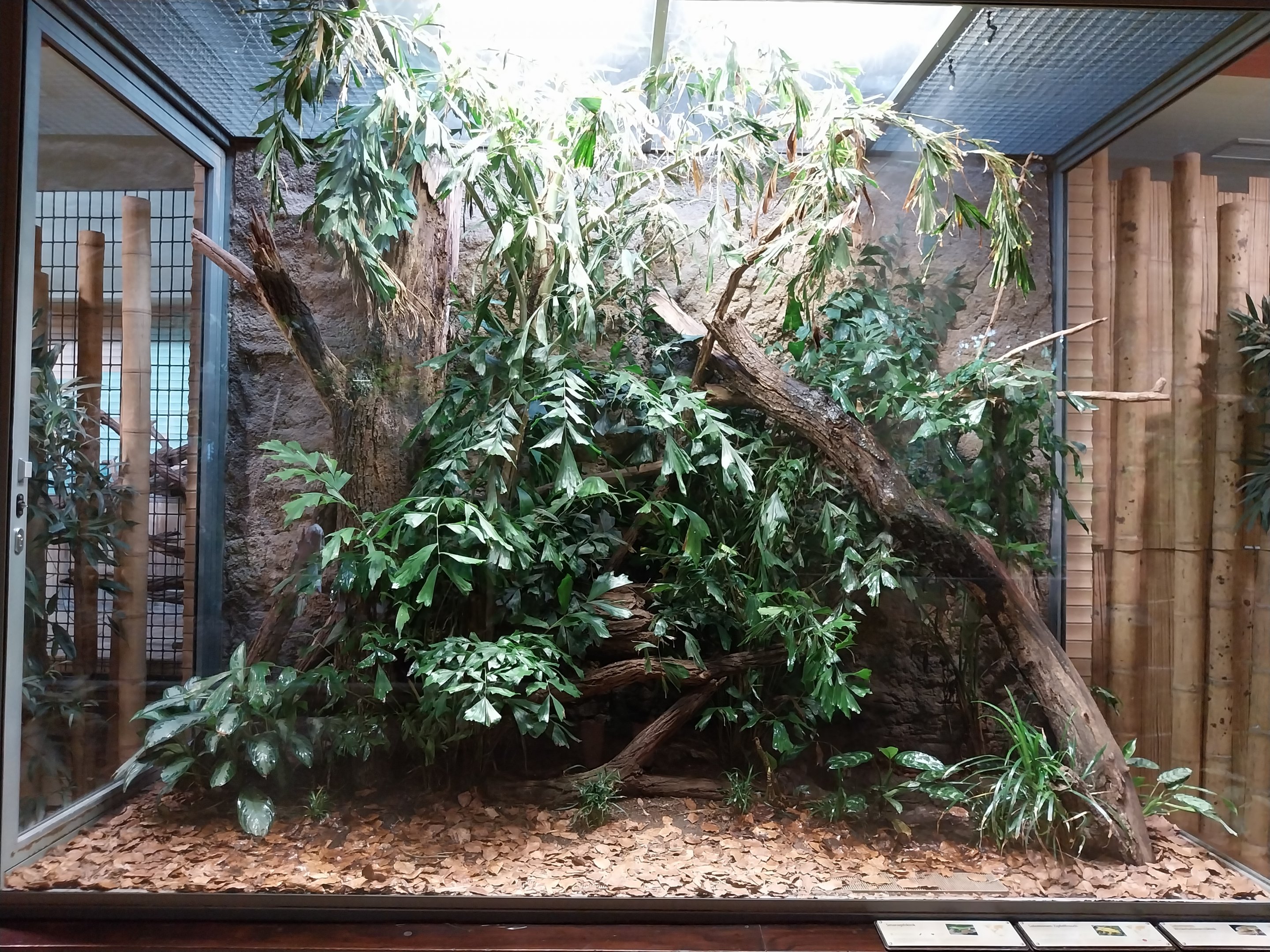 ABH - Red Blood Python (Python brongersmai) and Tokay Gecko (Gekko gecko)