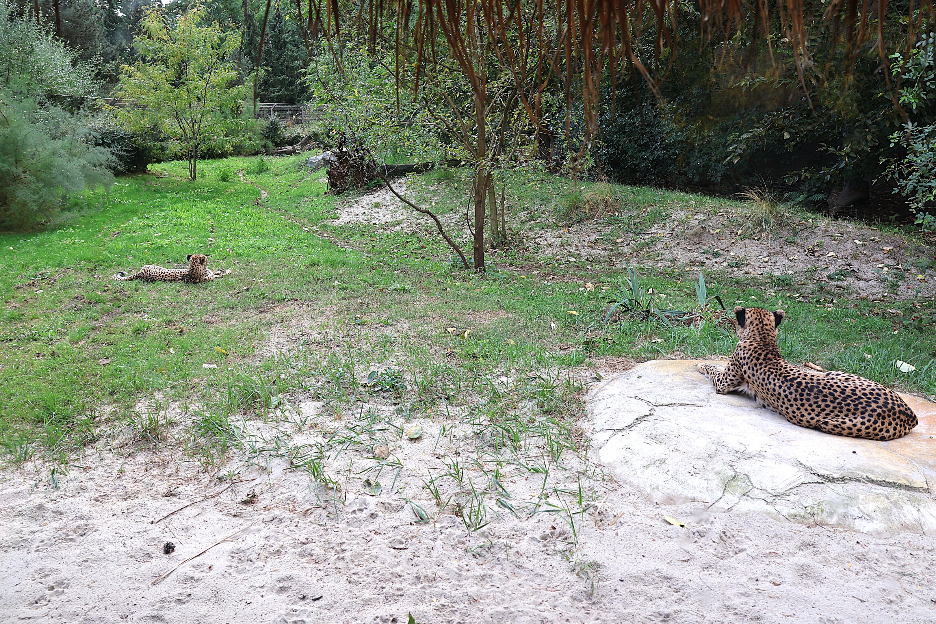 ABH - Sudan Cheetah (Acinonyx jubatus soemmeringii)