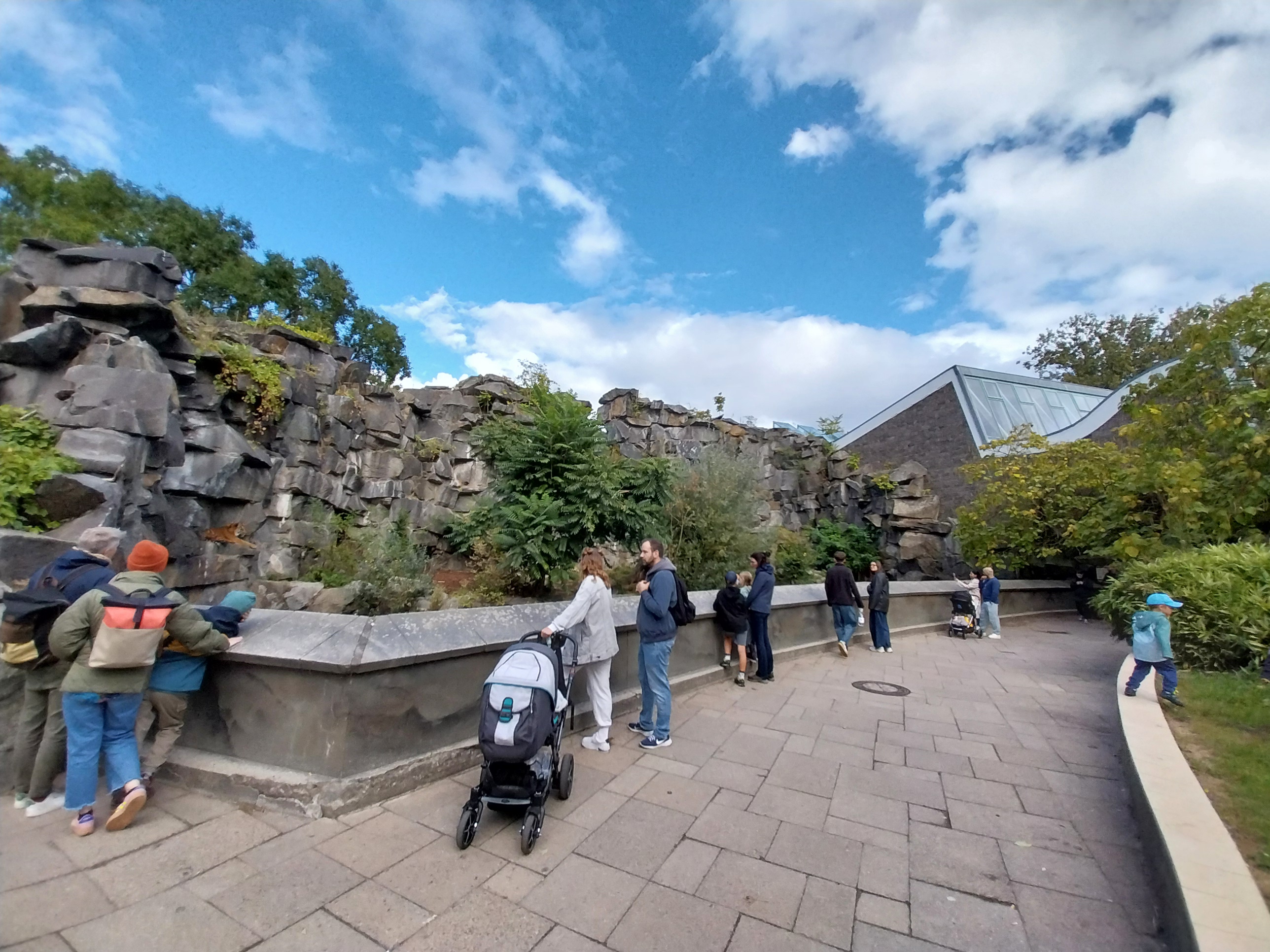 ABH - Sumatran Tiger (Panthera tigris sumatrae)