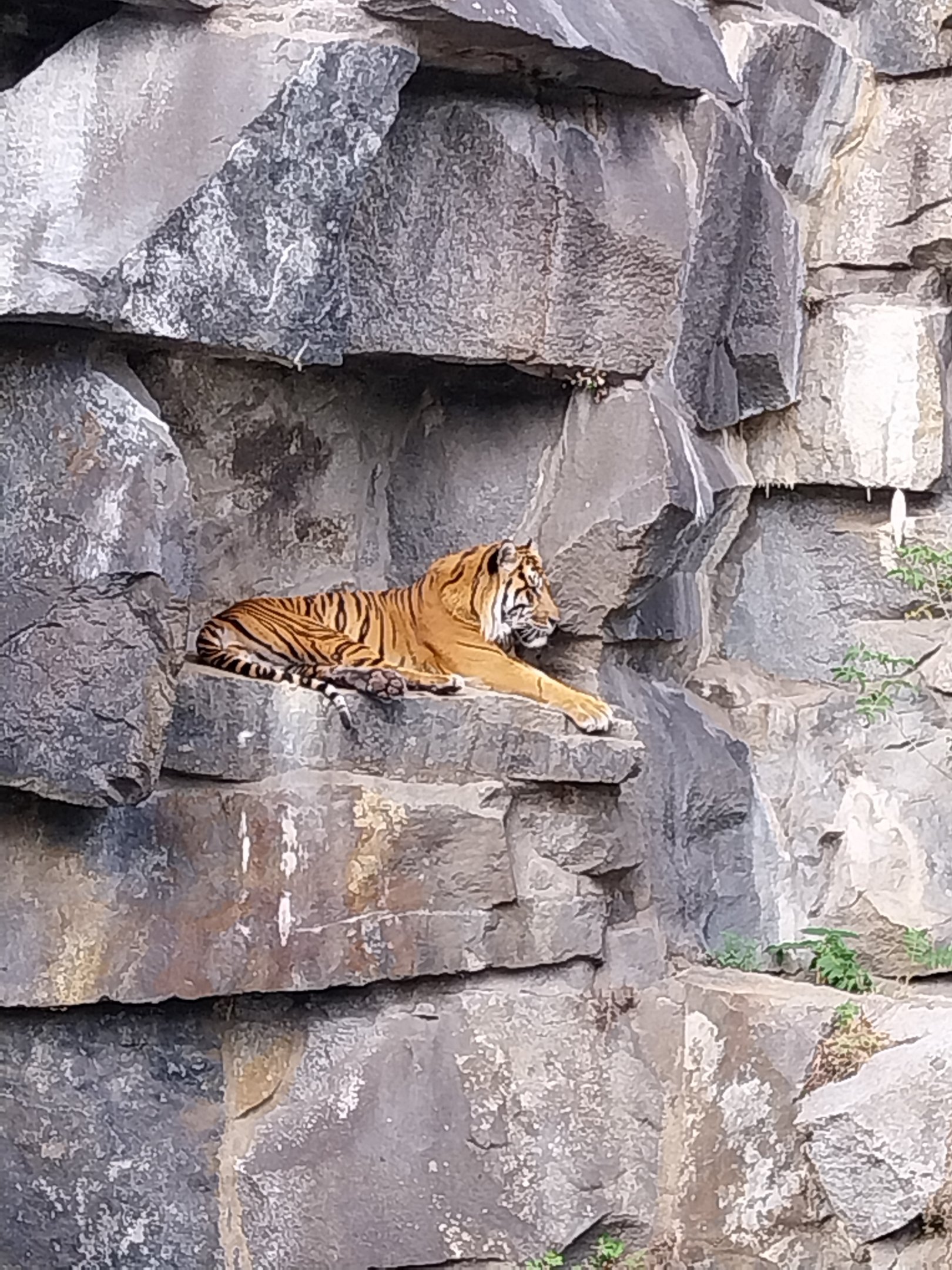 ABH - Sumatran Tiger (Panthera tigris sumatrae)