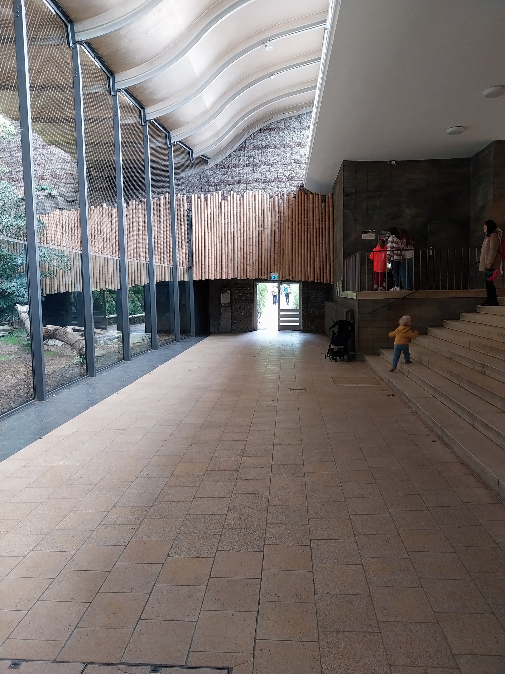 ABH - Sumatran Tiger (Panthera tigris sumatrae)