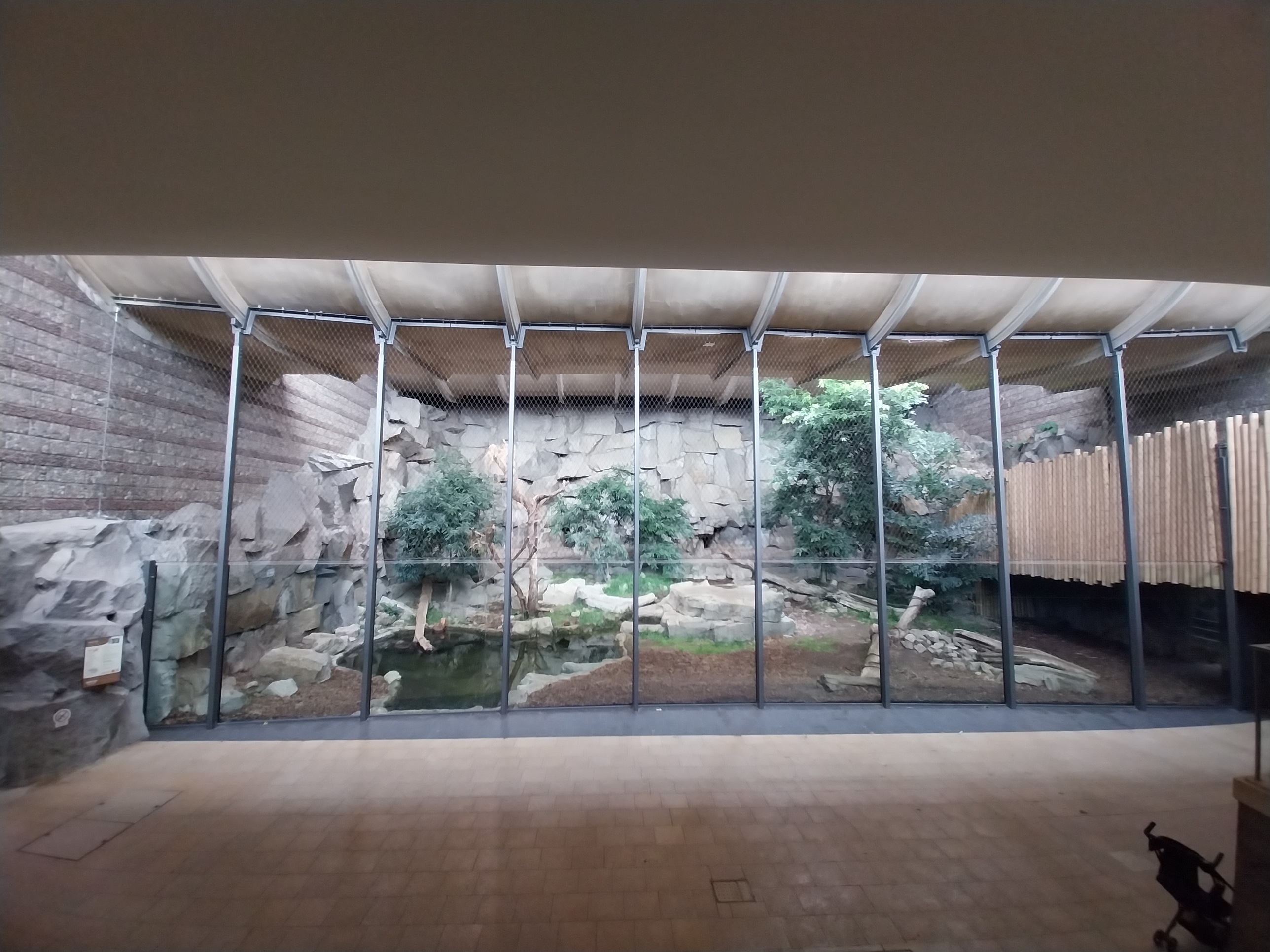 ABH - Sumatran Tiger (Panthera tigris sumatrae)